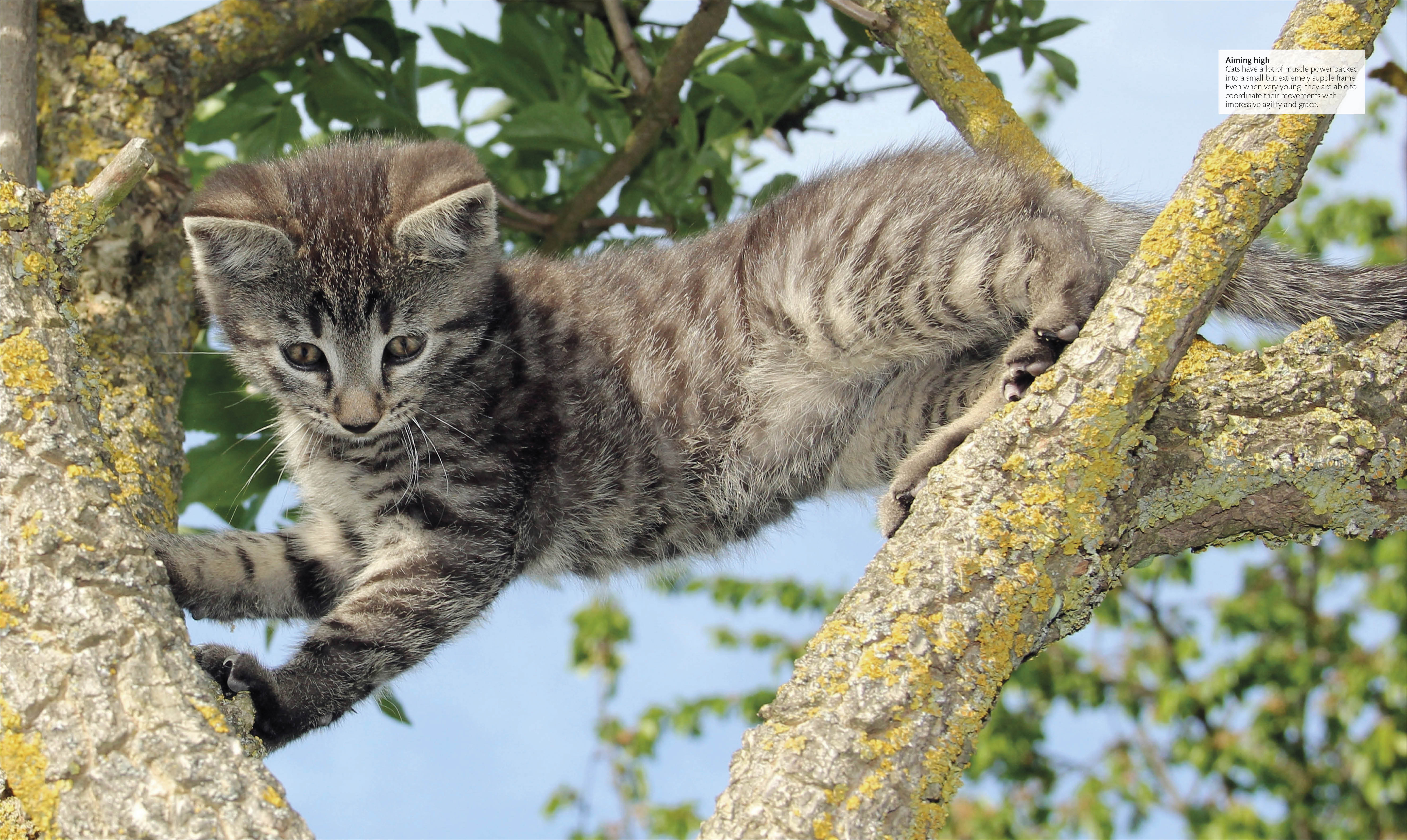 The Cat Encyclopedia - Image 3