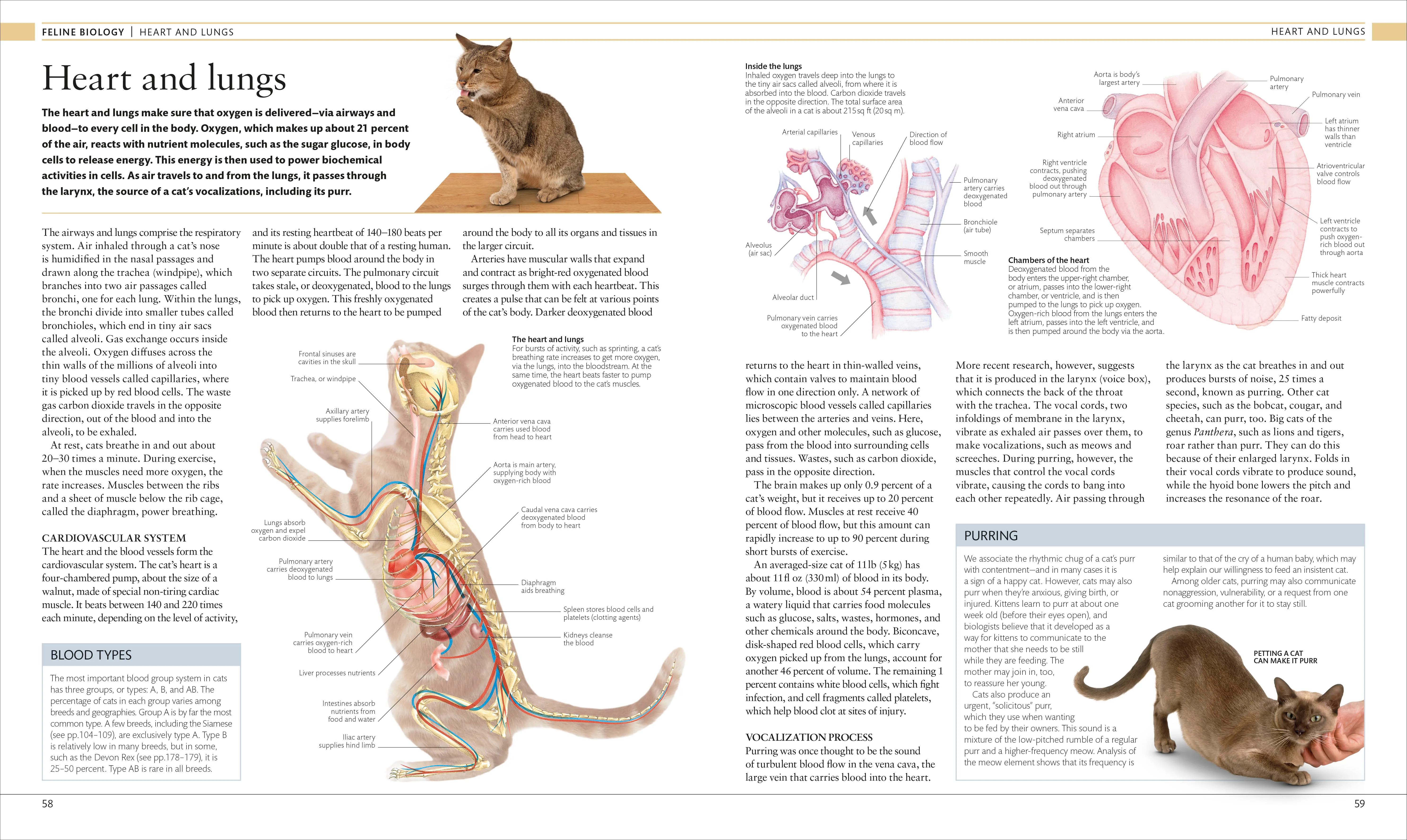 The Cat Encyclopedia - Image 4