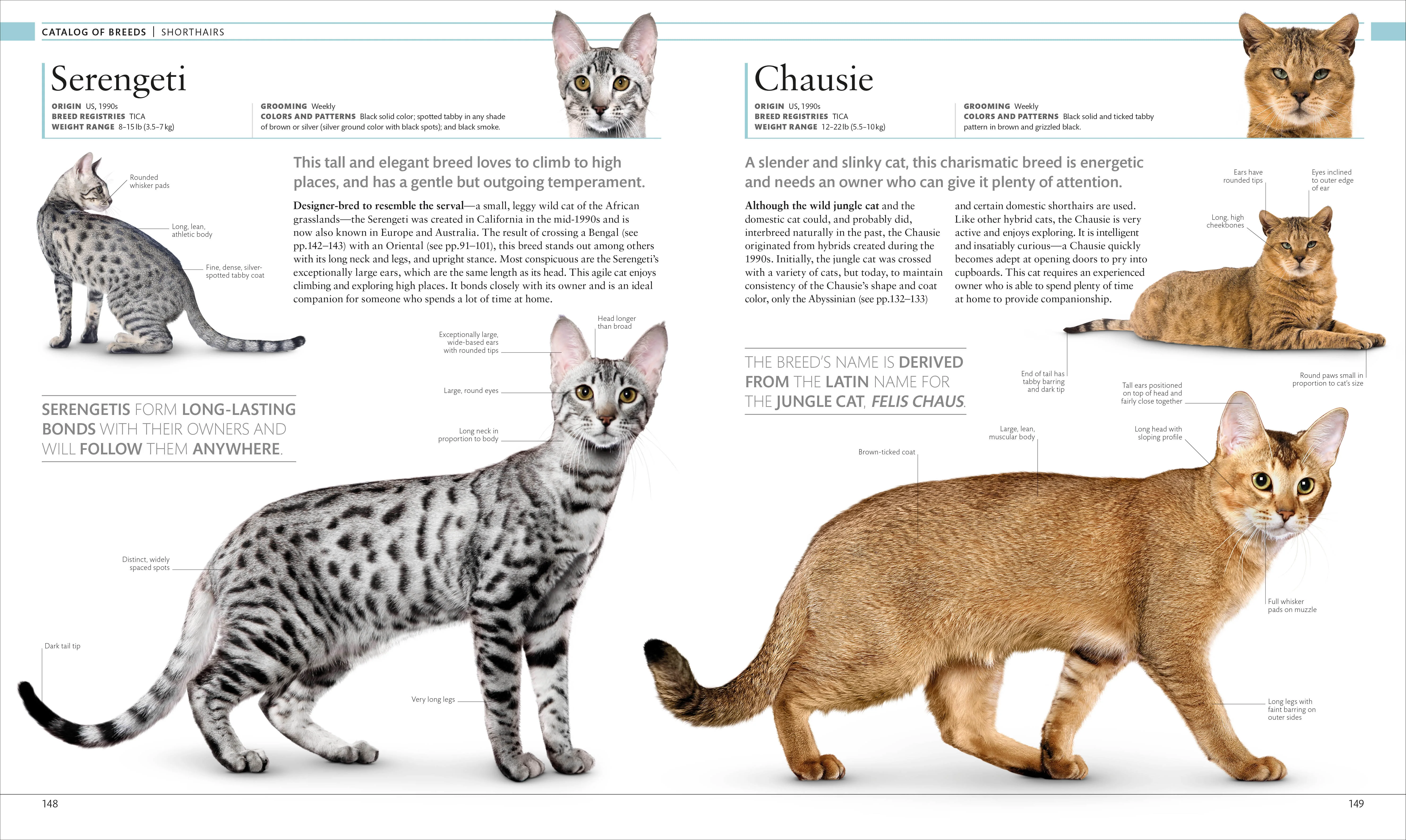 The Cat Encyclopedia - Image 6