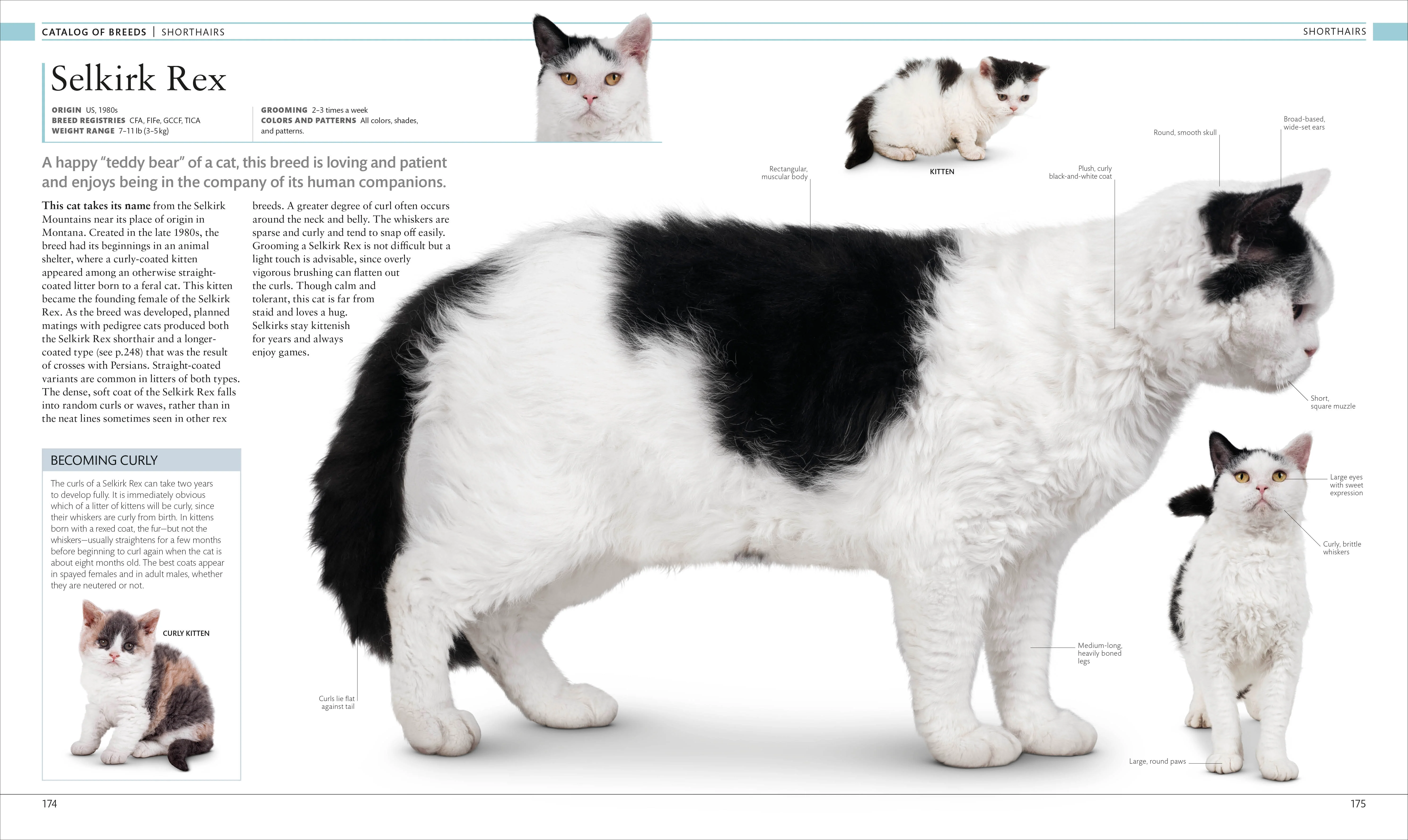 The Cat Encyclopedia - Image 7