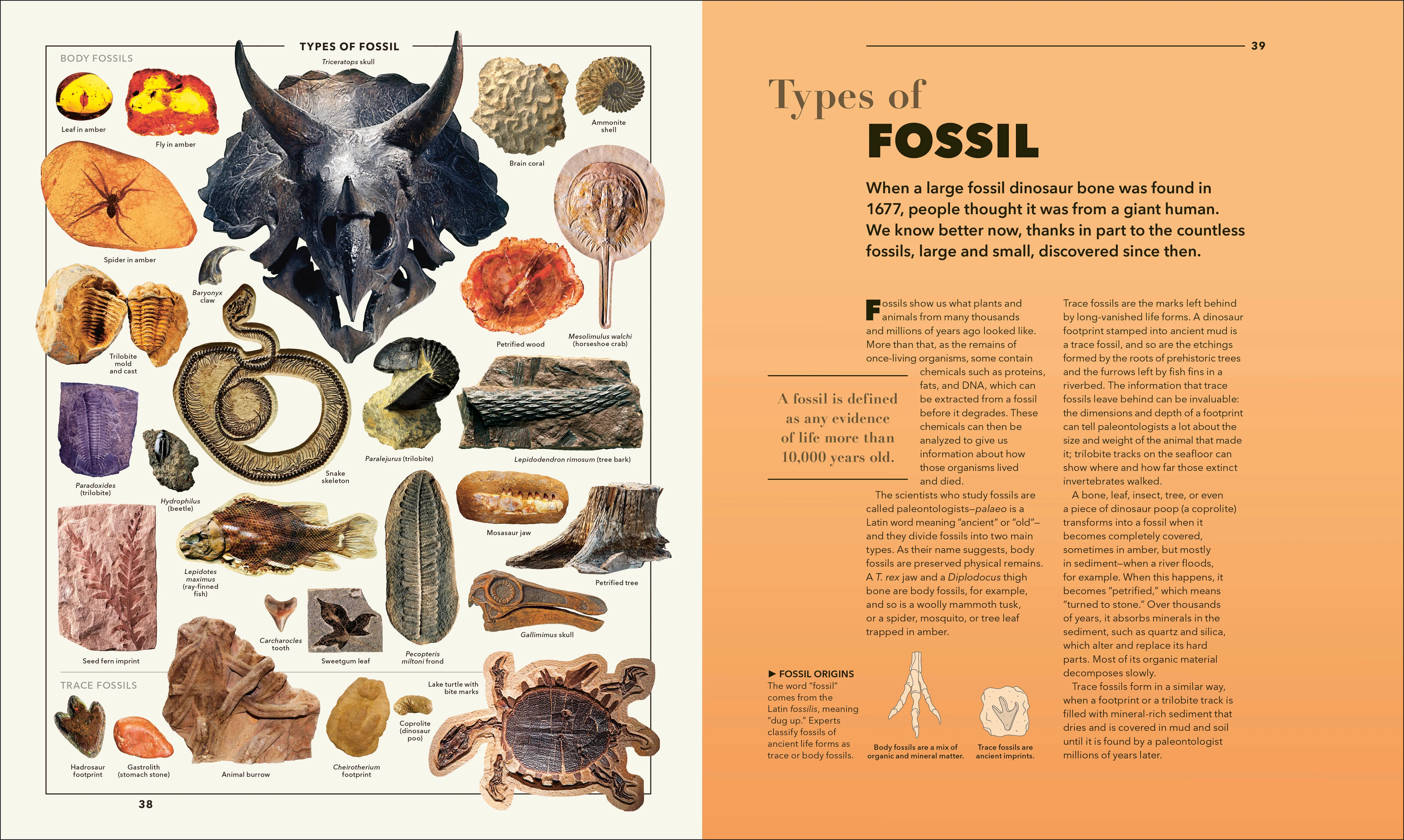 Knowledge A Visual Compendium - Image 4