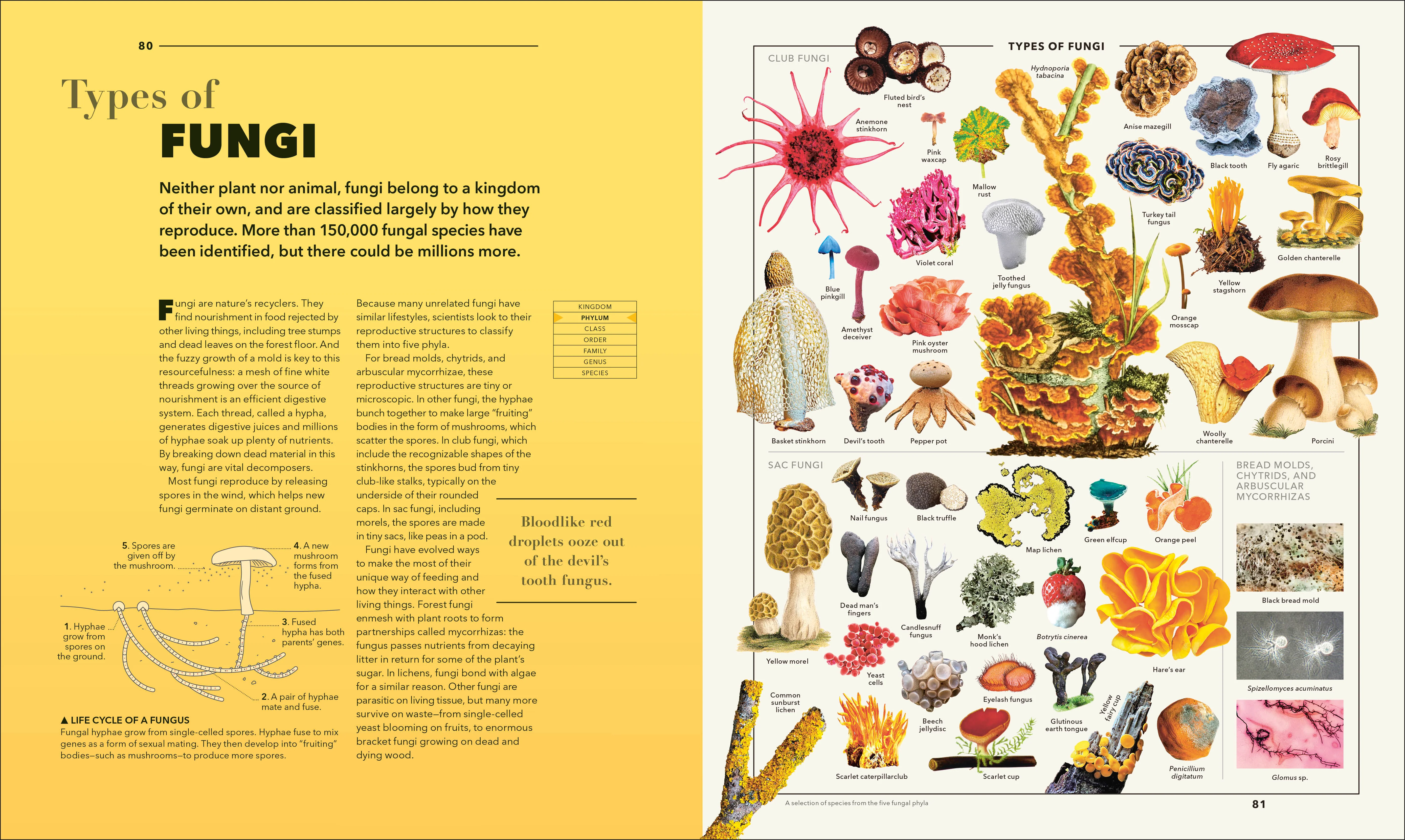 Knowledge A Visual Compendium - Image 7