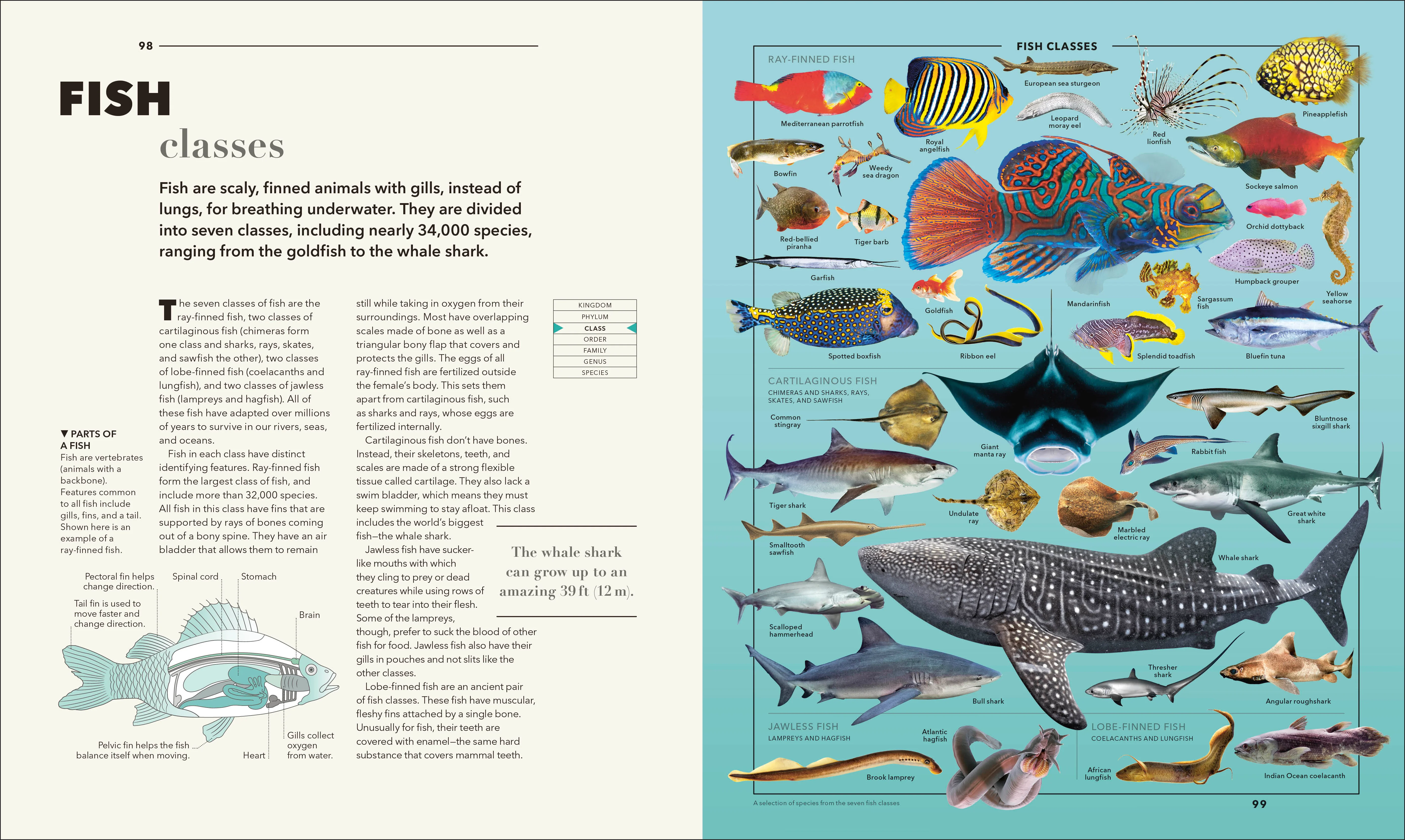Knowledge A Visual Compendium - Image 8