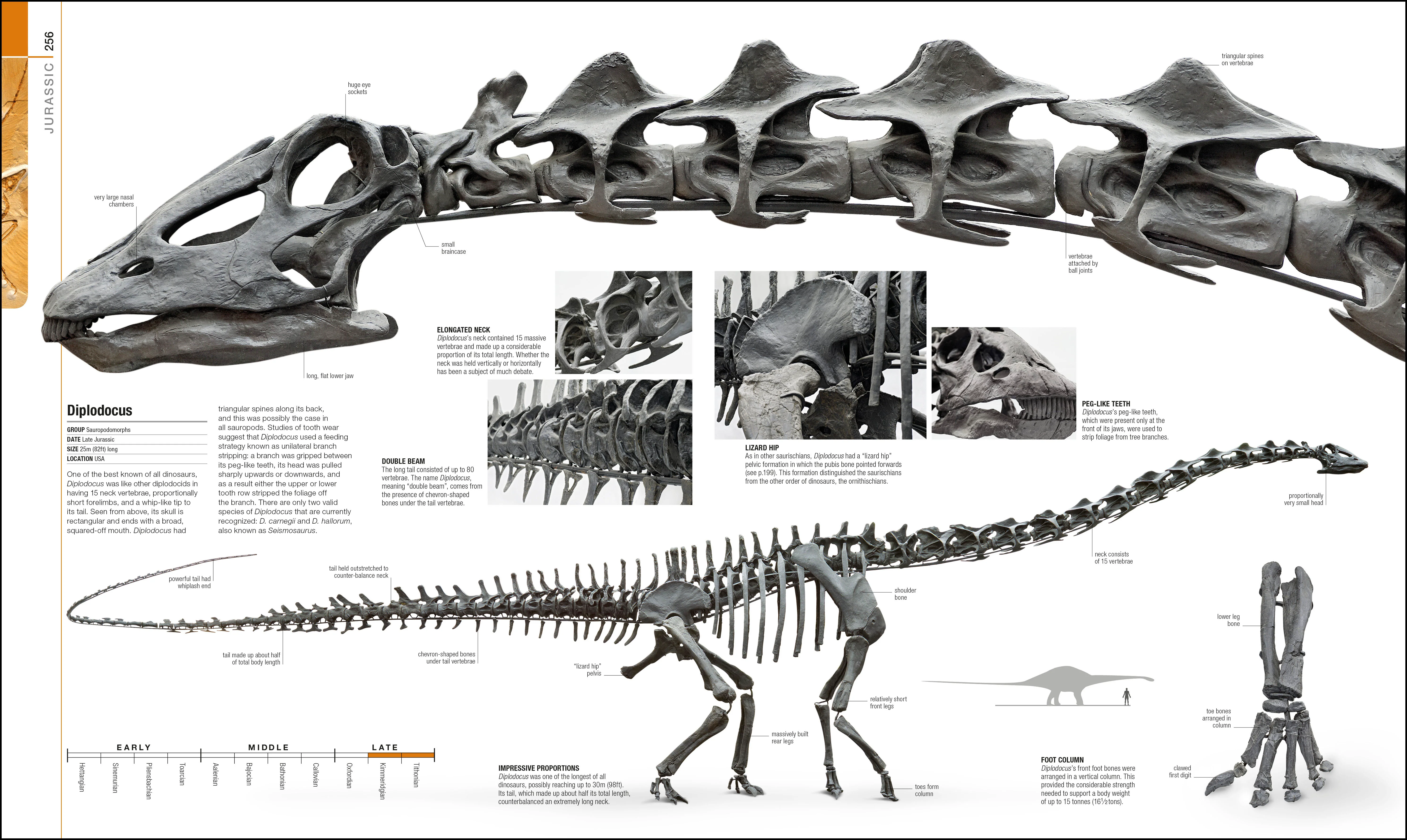 Dinosaurs and Prehistoric Life - Image 5