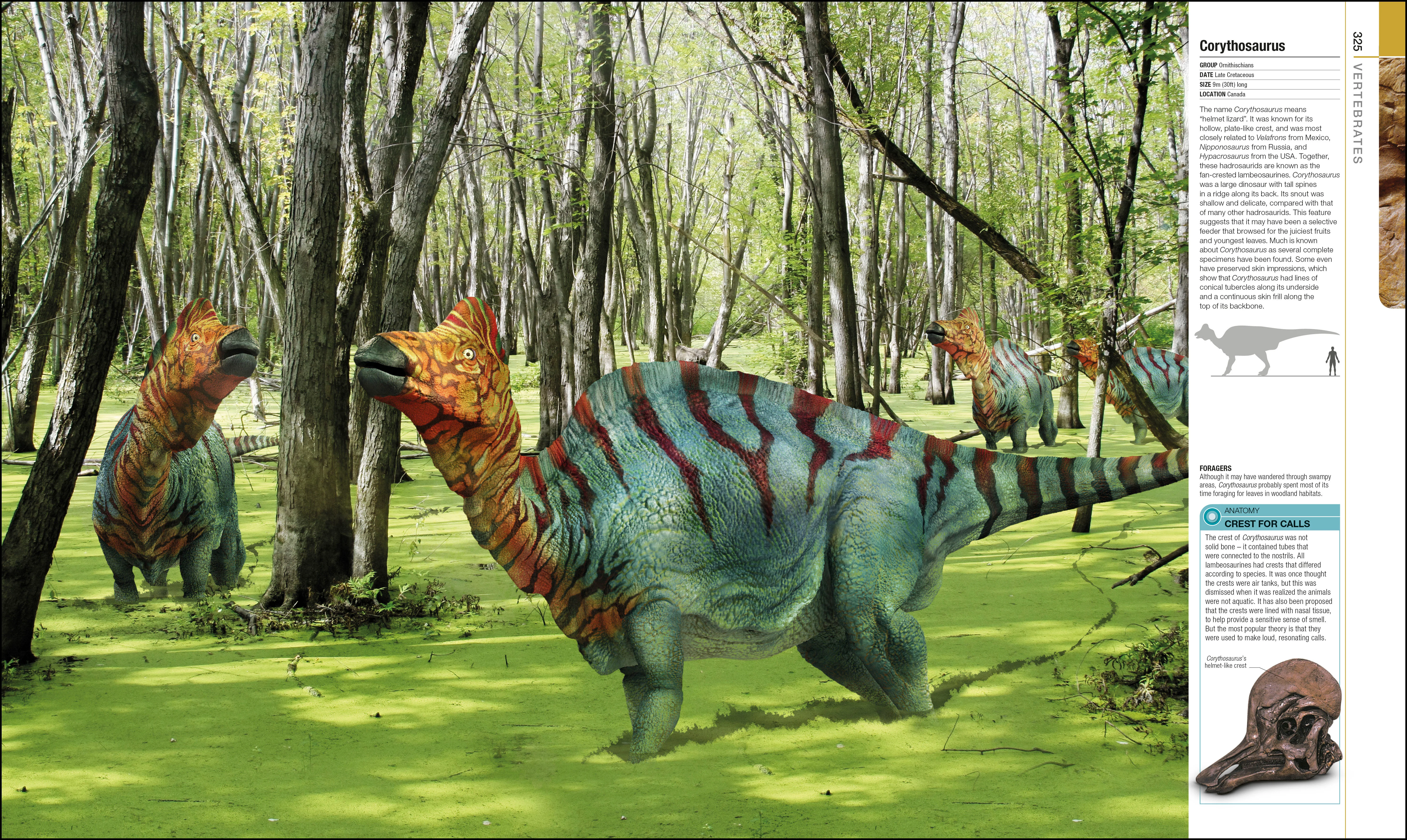 Dinosaurs and Prehistoric Life - Image 6