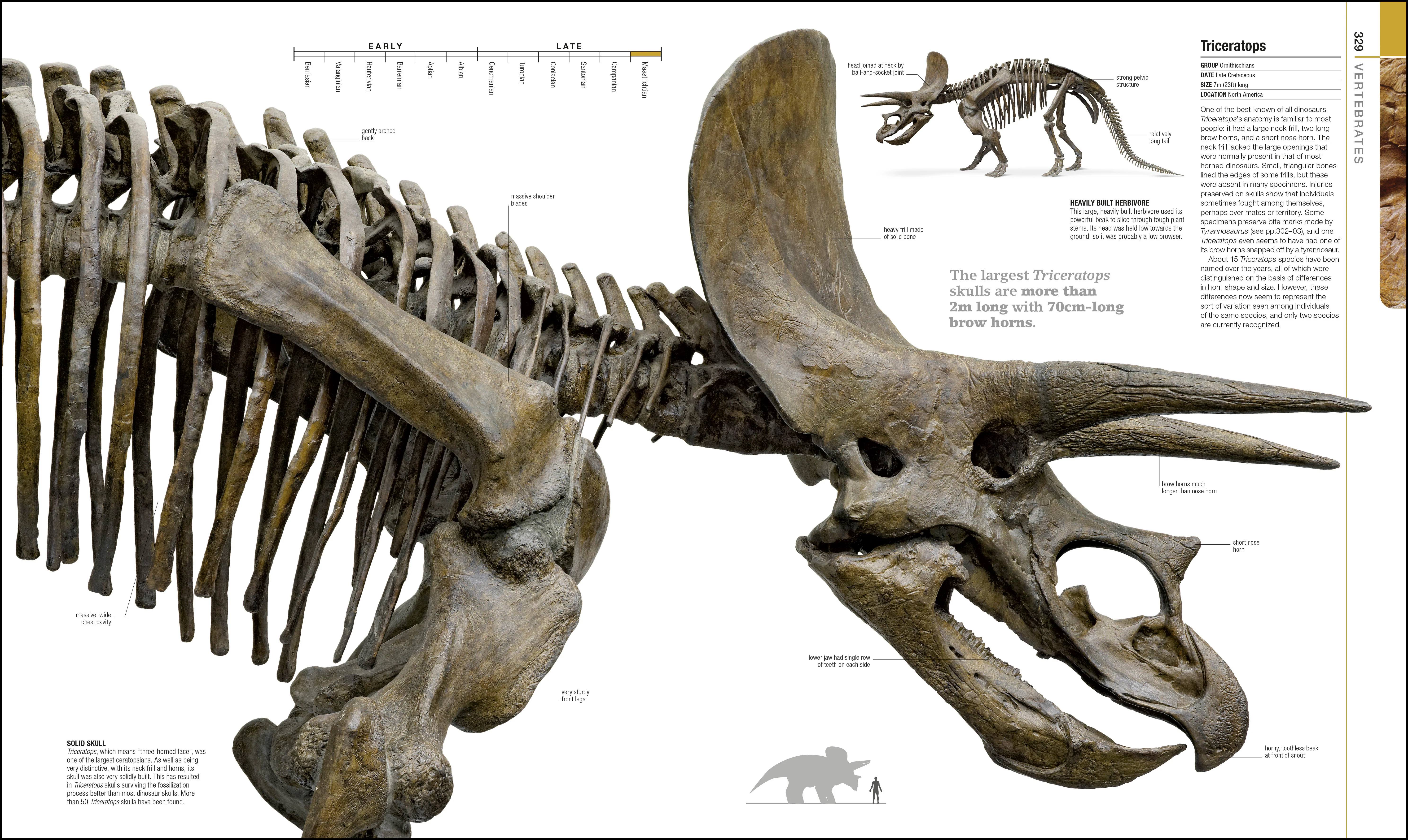 Dinosaurs and Prehistoric Life - Image 7