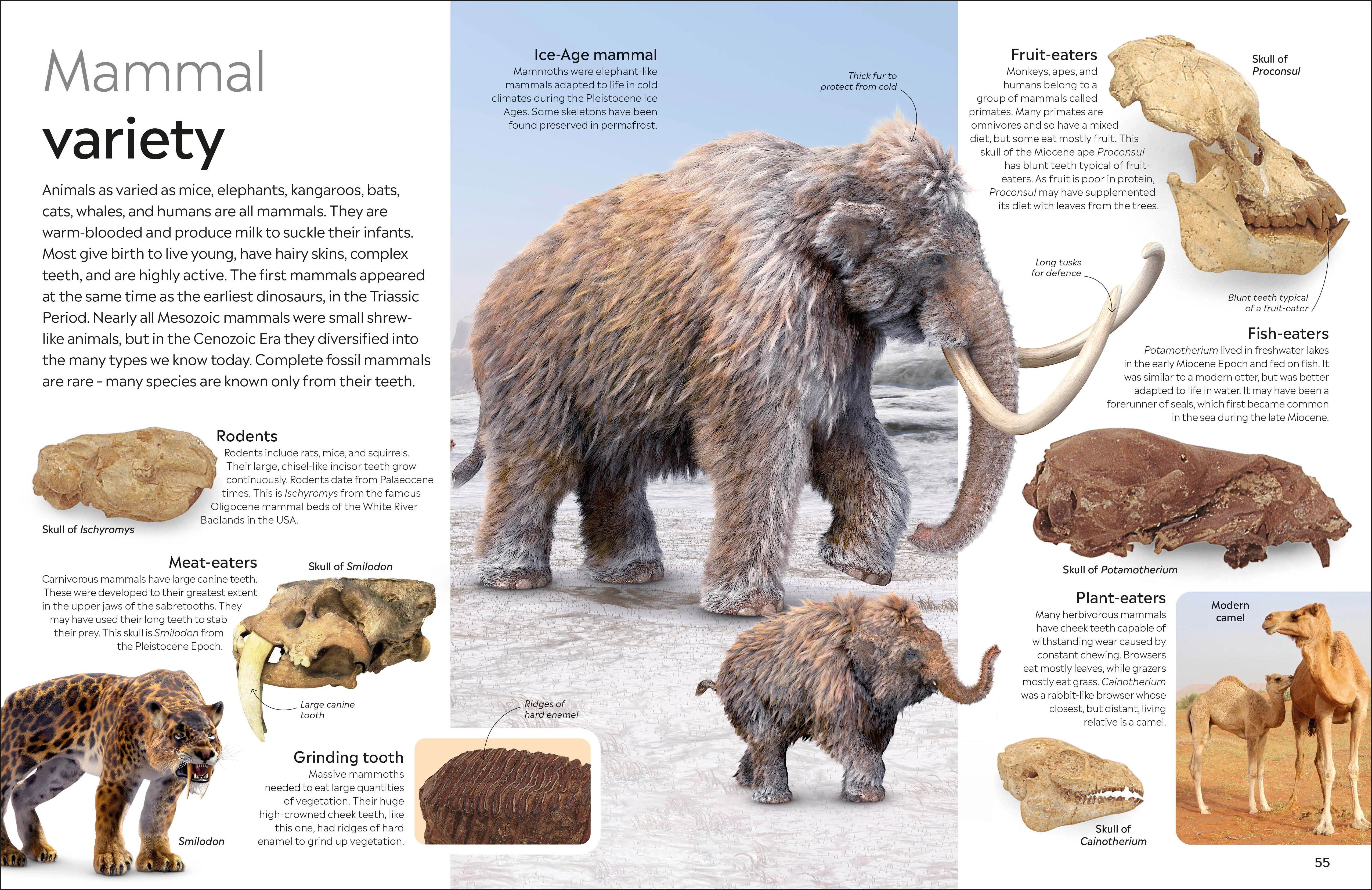 Fossil - Image 5