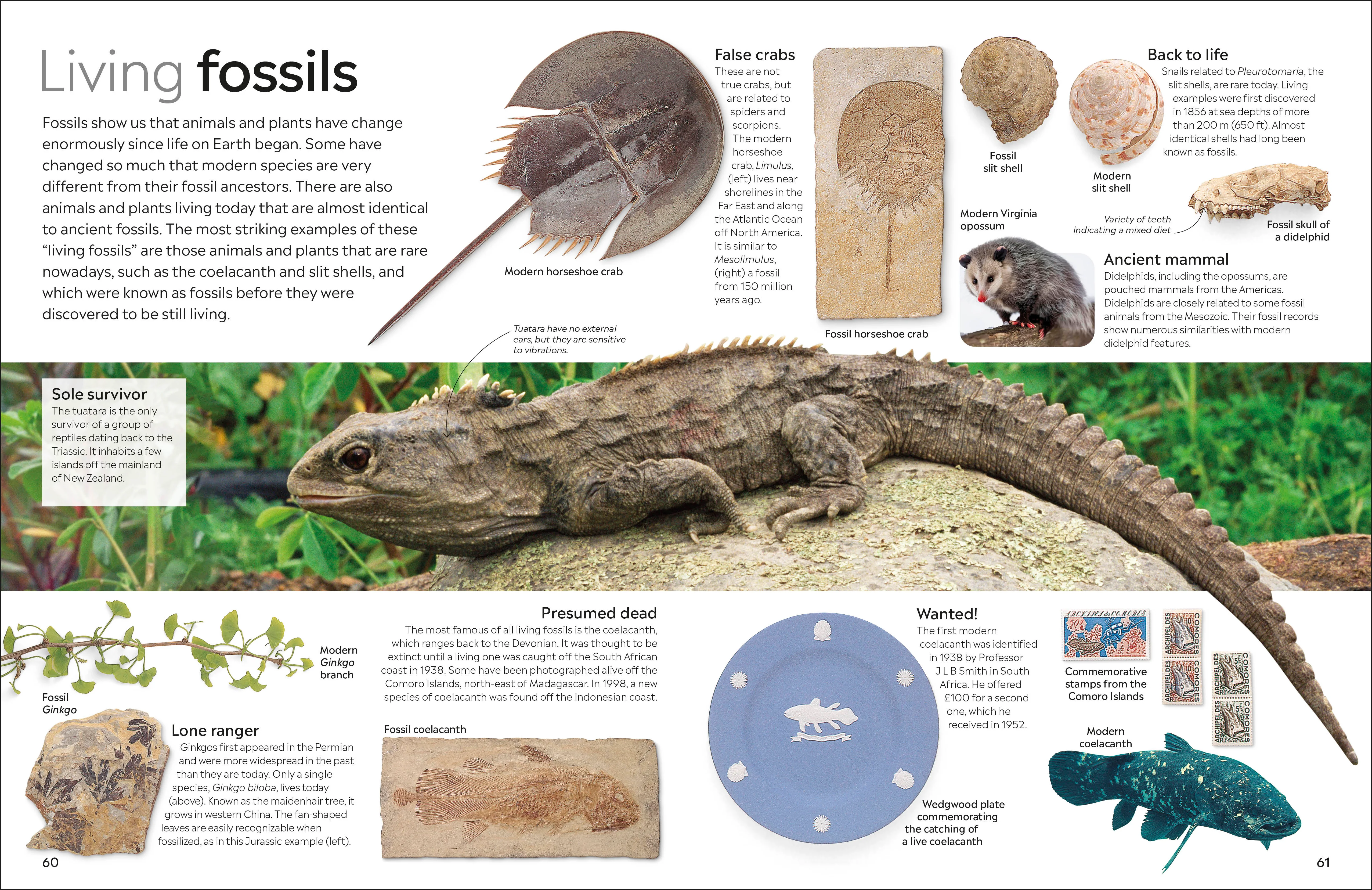 Fossil - Image 6