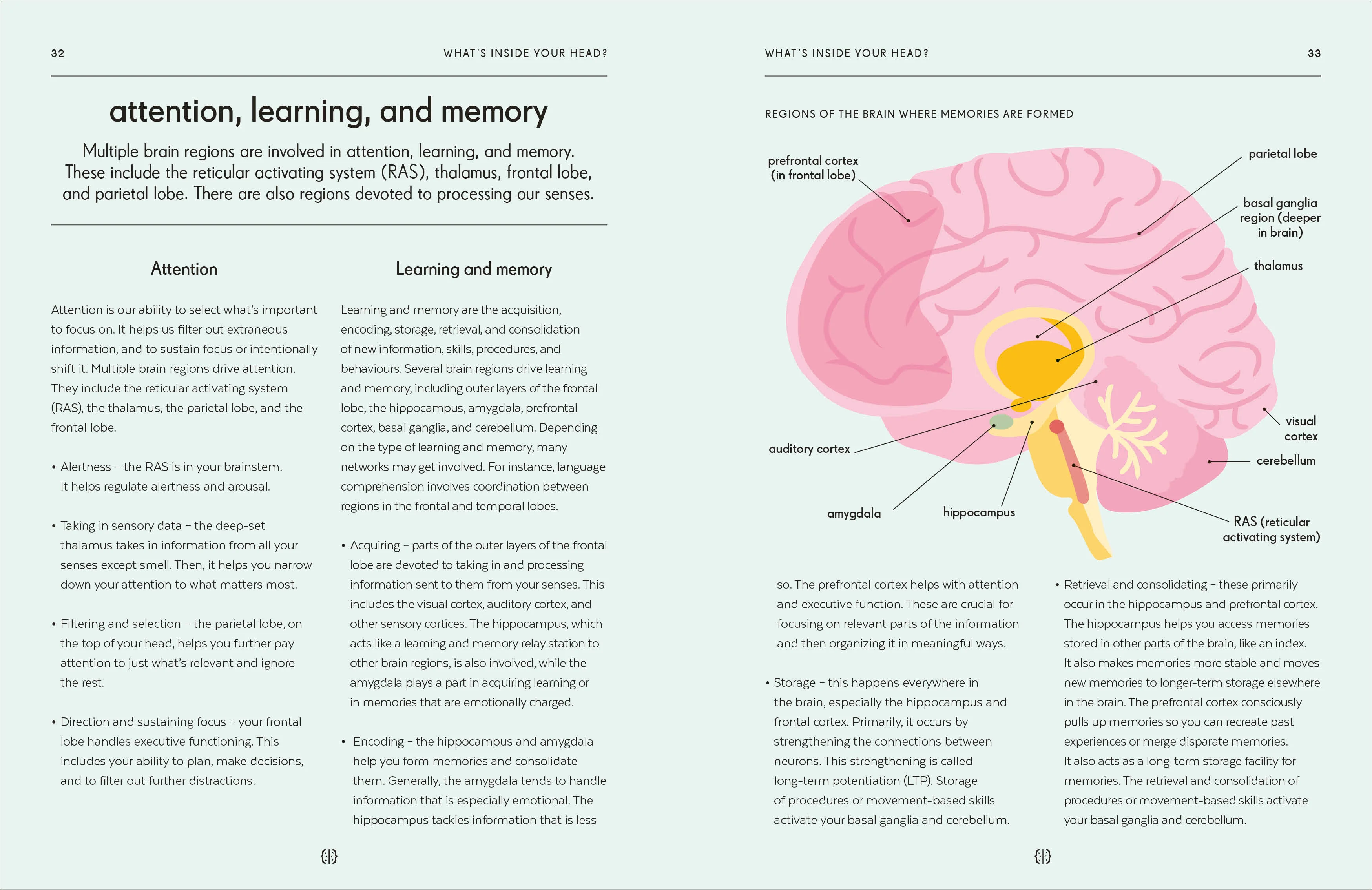 Brain - Image 3