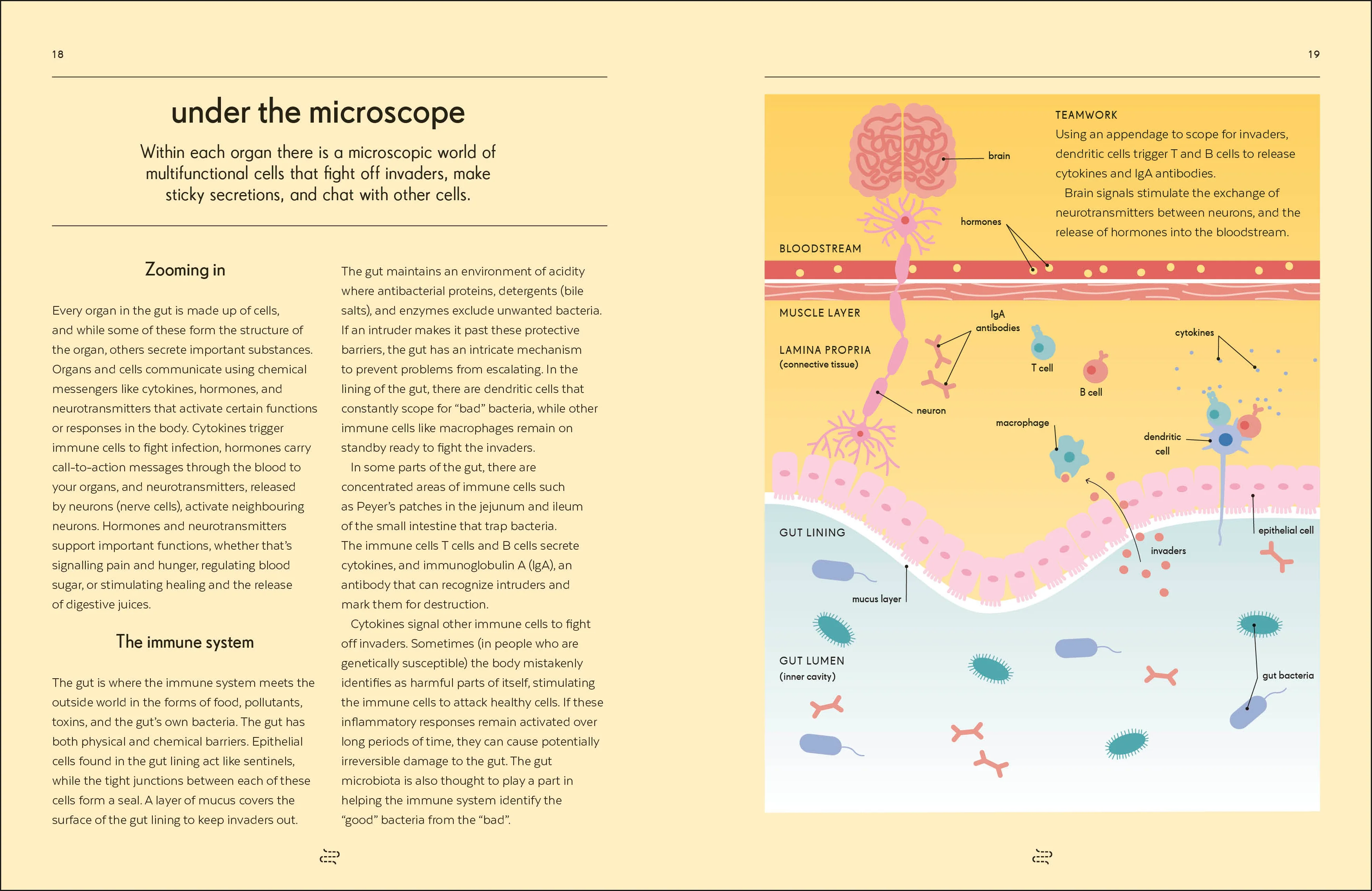 Gut - Image 4