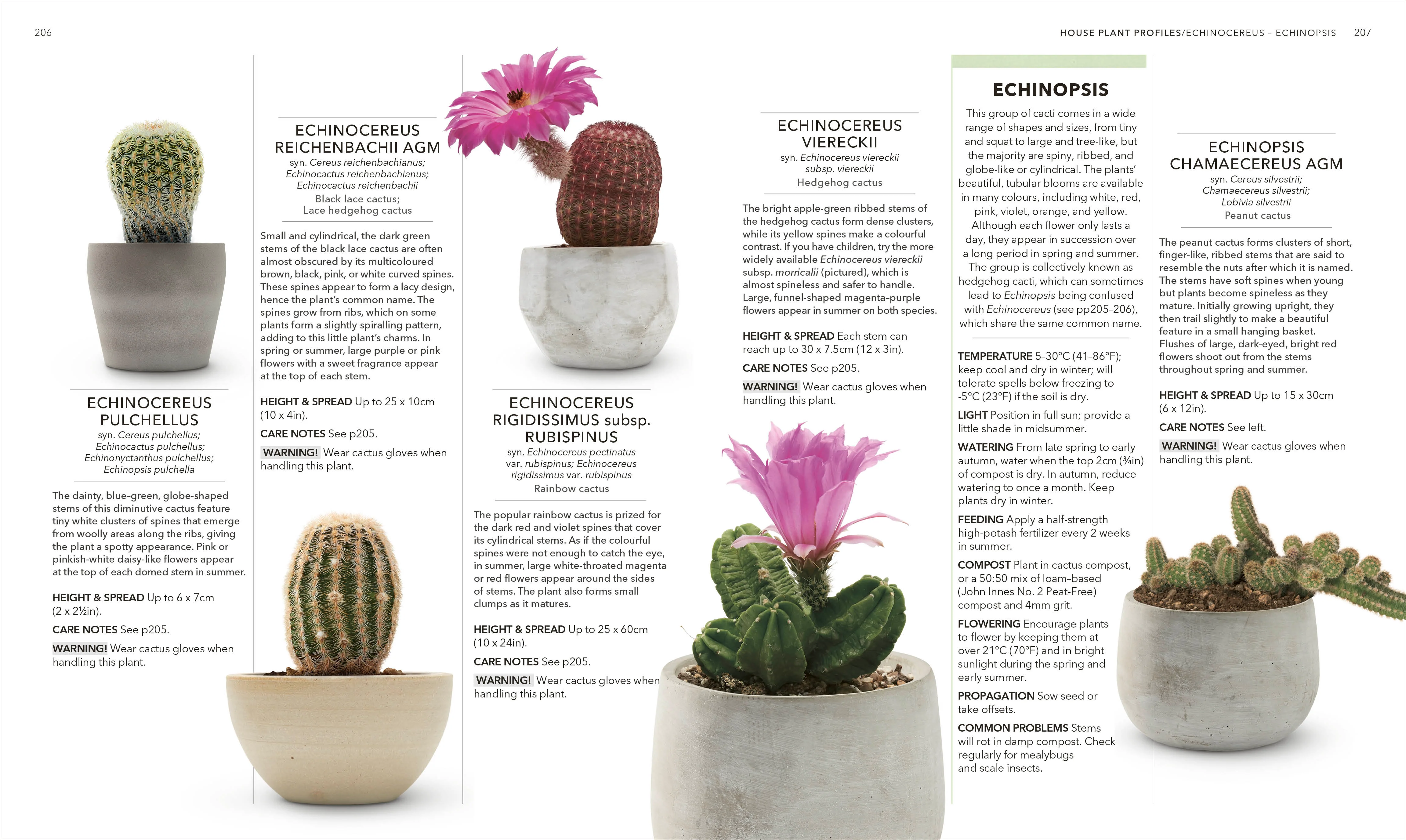 RHS House Plant - Image 6
