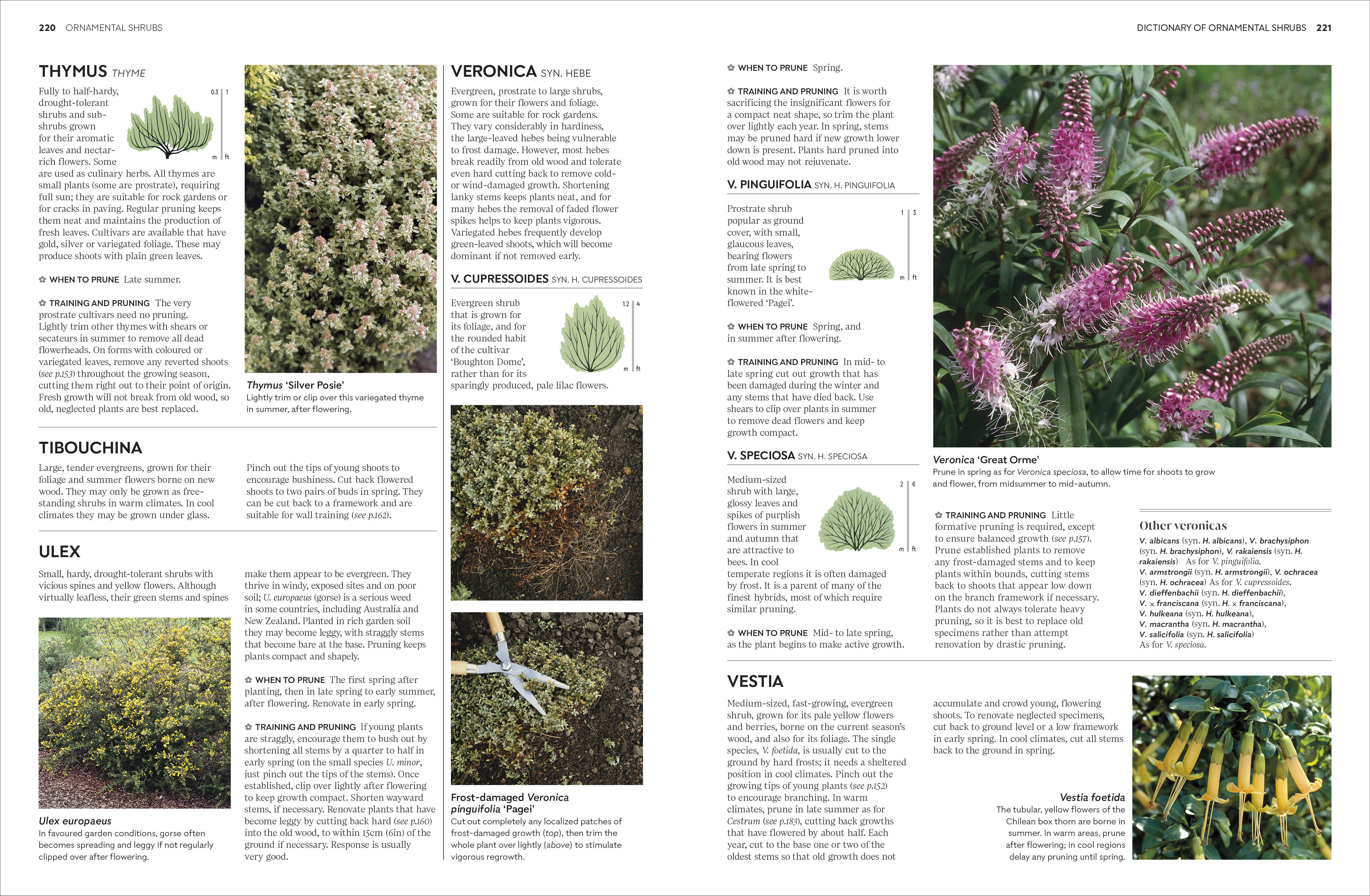 RHS Pruning and Training - Image 6