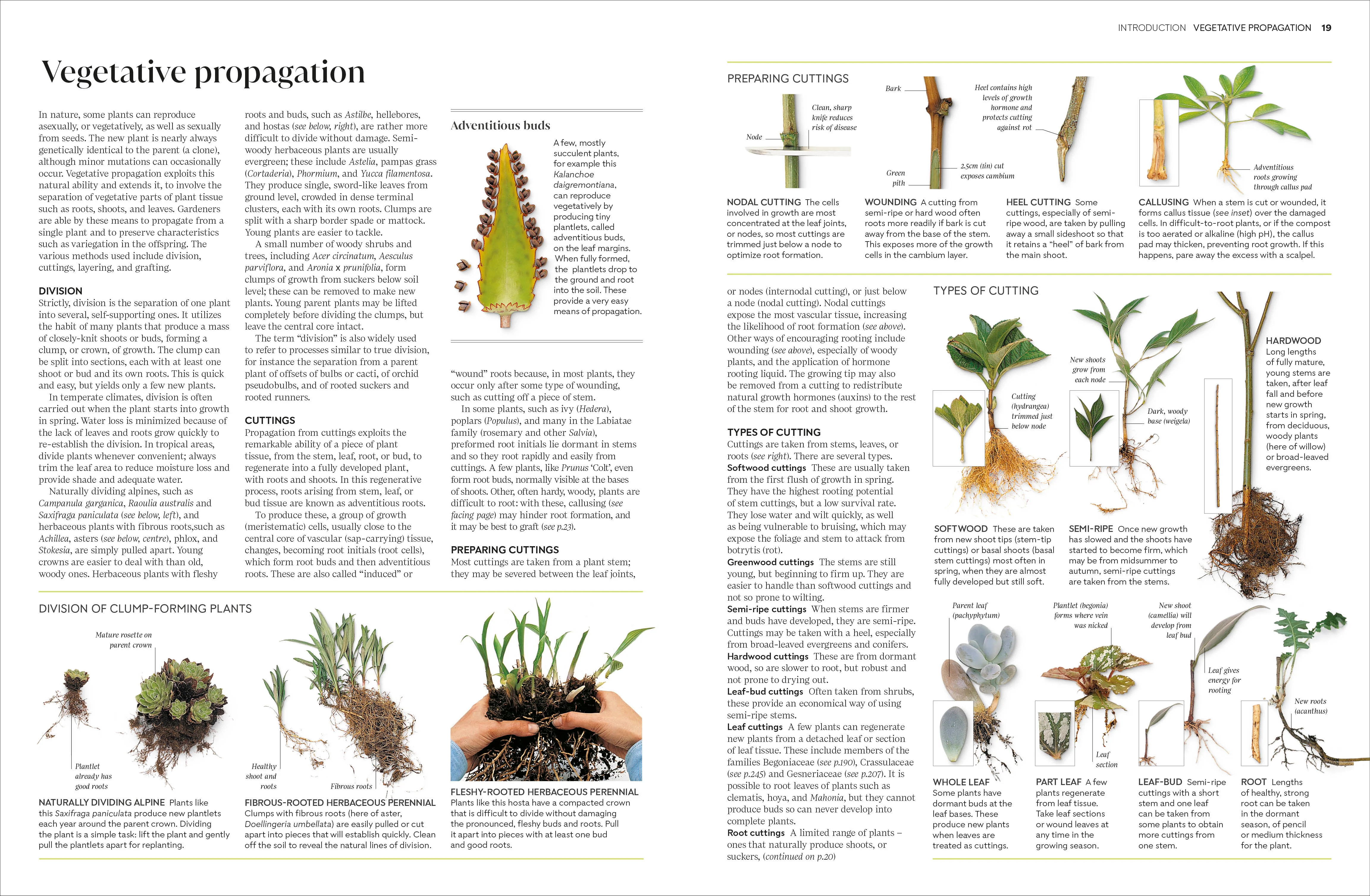 RHS Propagating Plants - Image 2