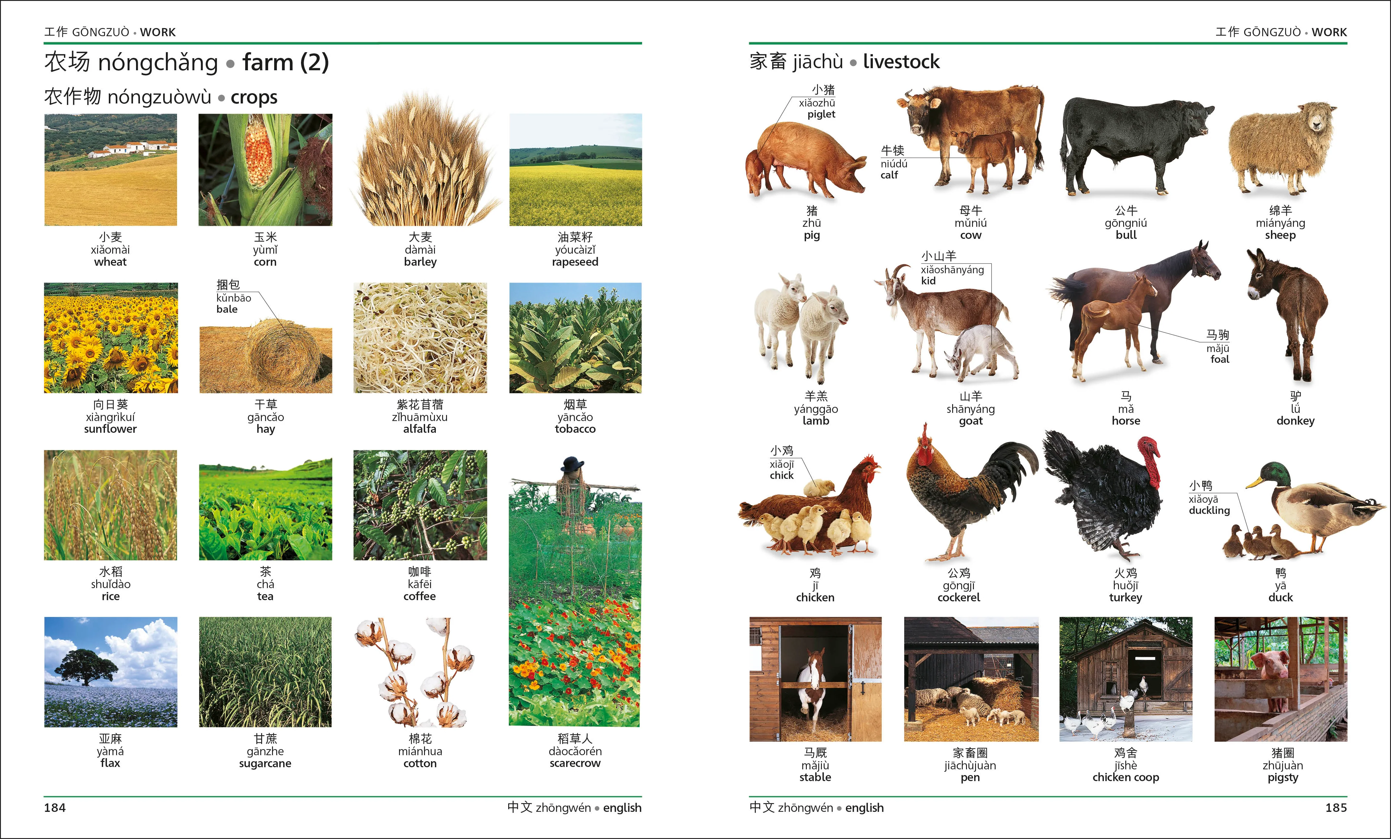 Mandarin Chinese English Bilingual Visual Dictionary - Image 4