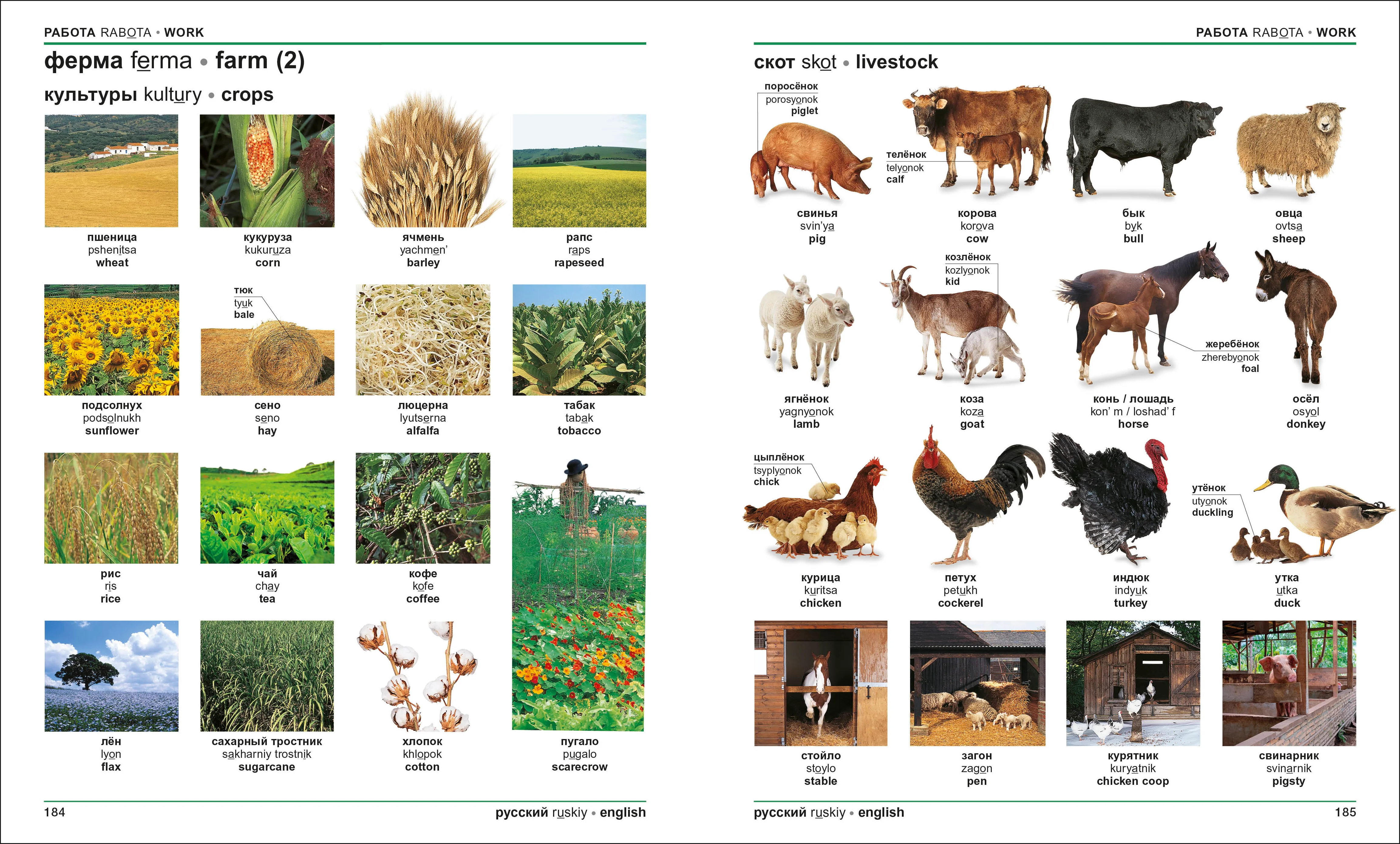 Russian English Bilingual Visual Dictionary - Image 4