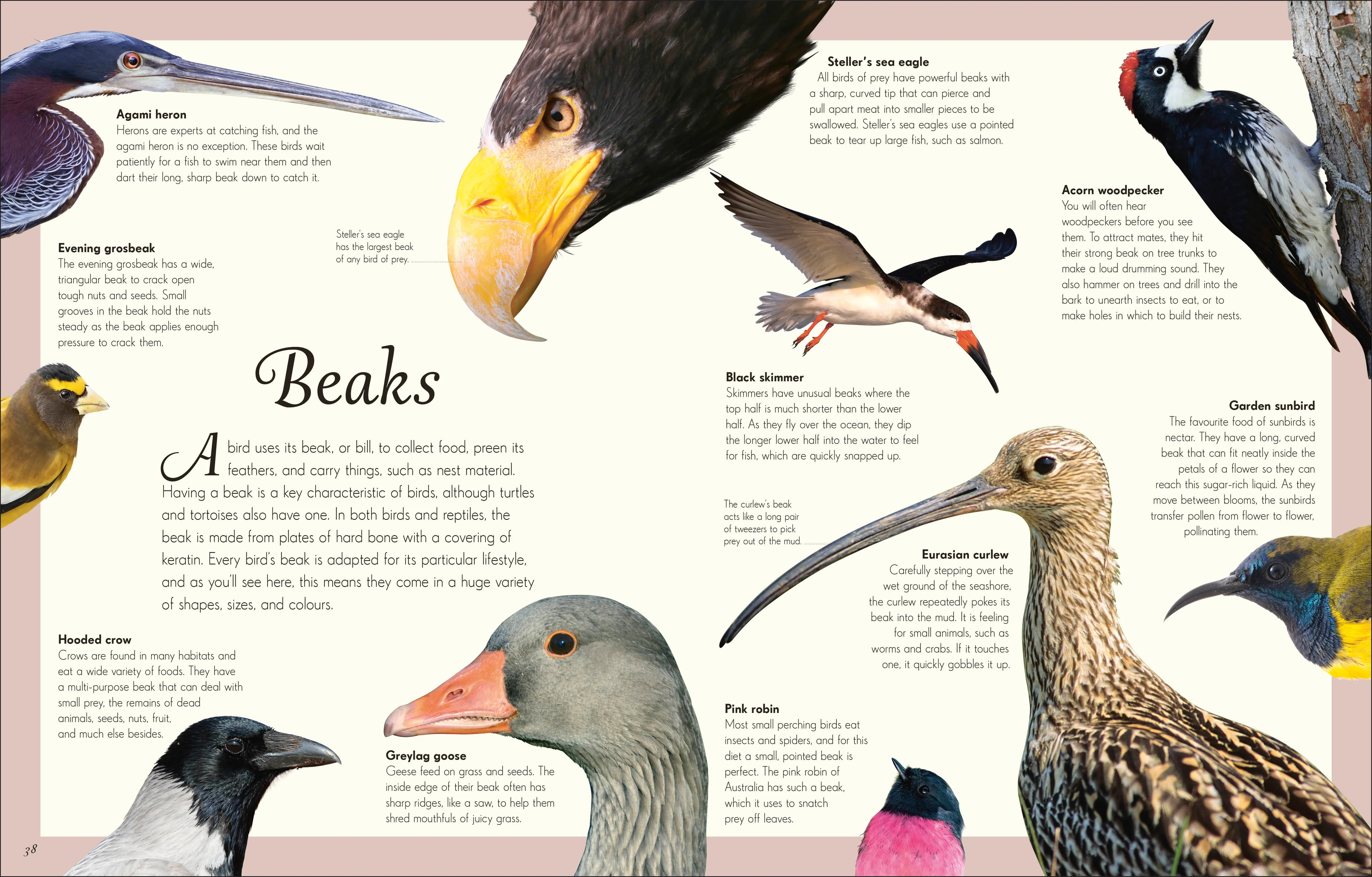 An Anthology of Exquisite Birds - Image 3