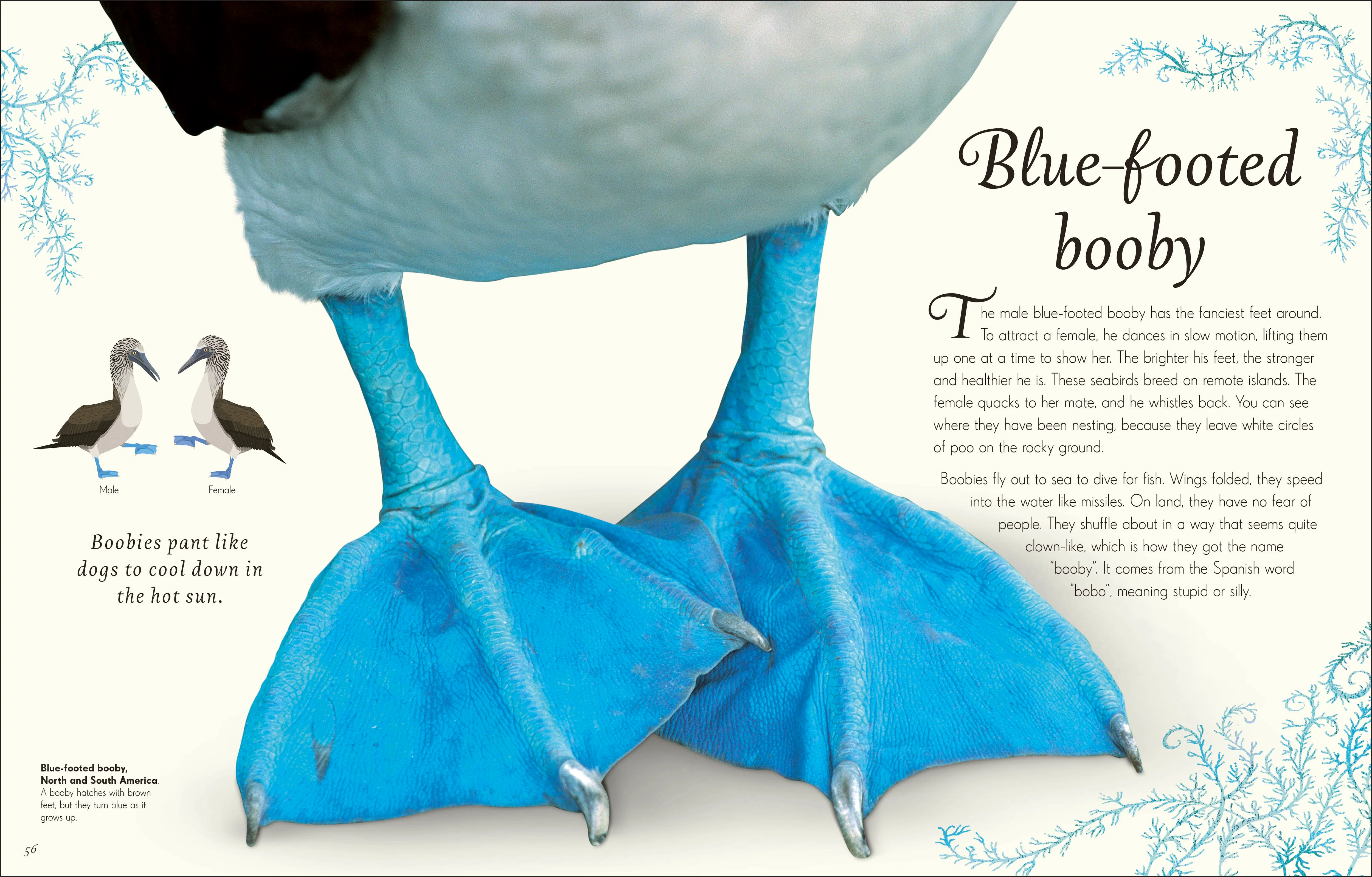 An Anthology of Exquisite Birds - Image 4