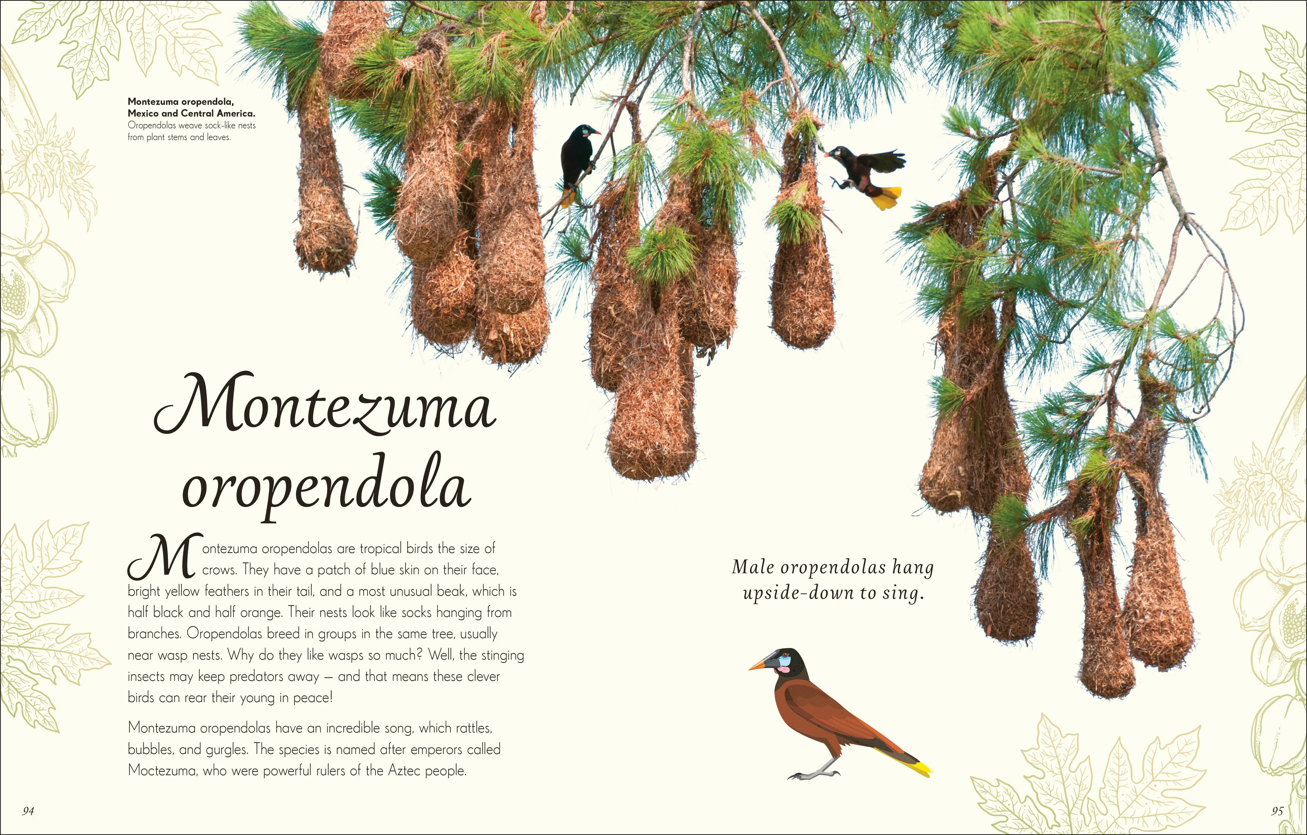 An Anthology of Exquisite Birds - Image 6