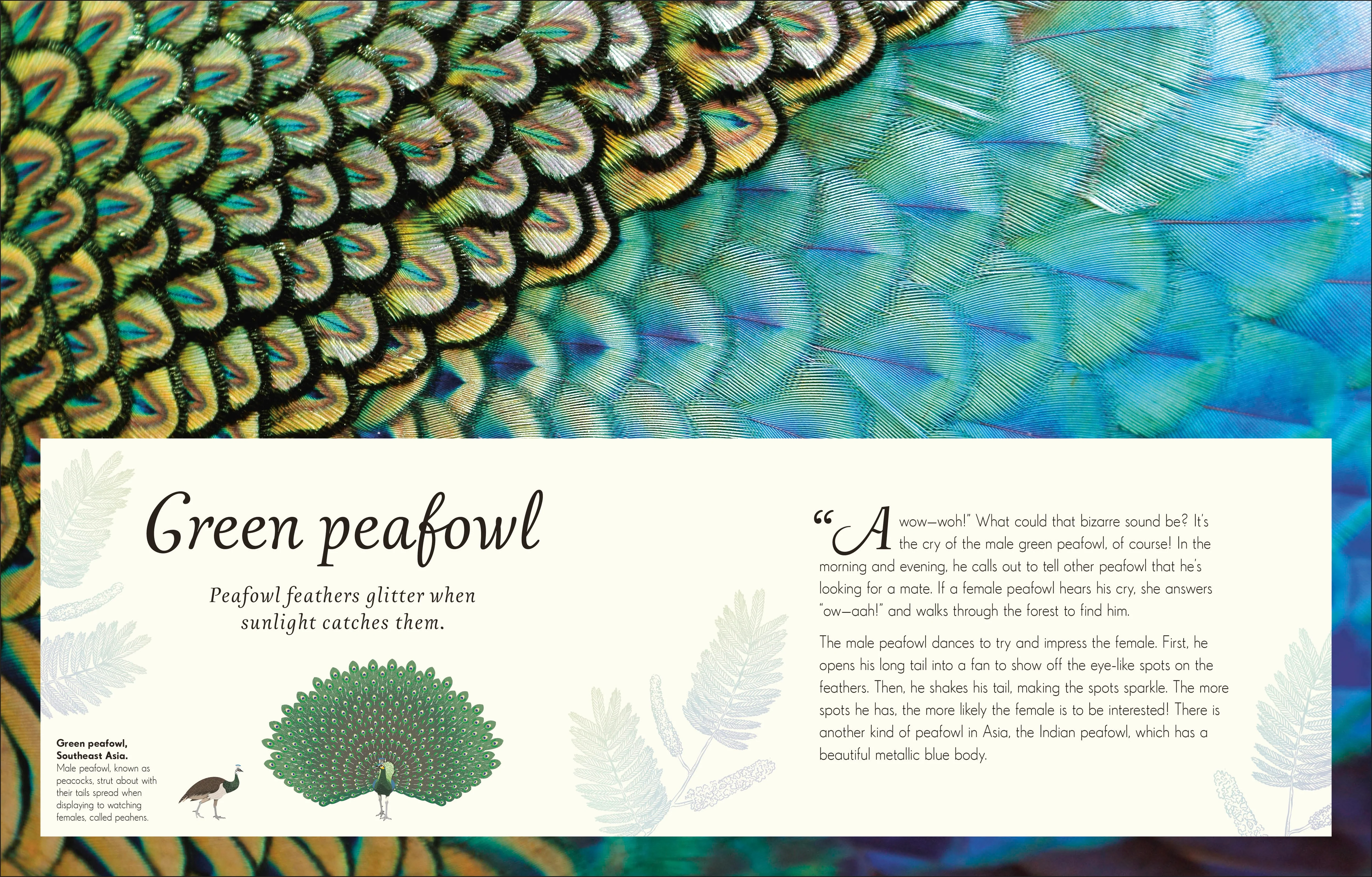 An Anthology of Exquisite Birds - Image 9