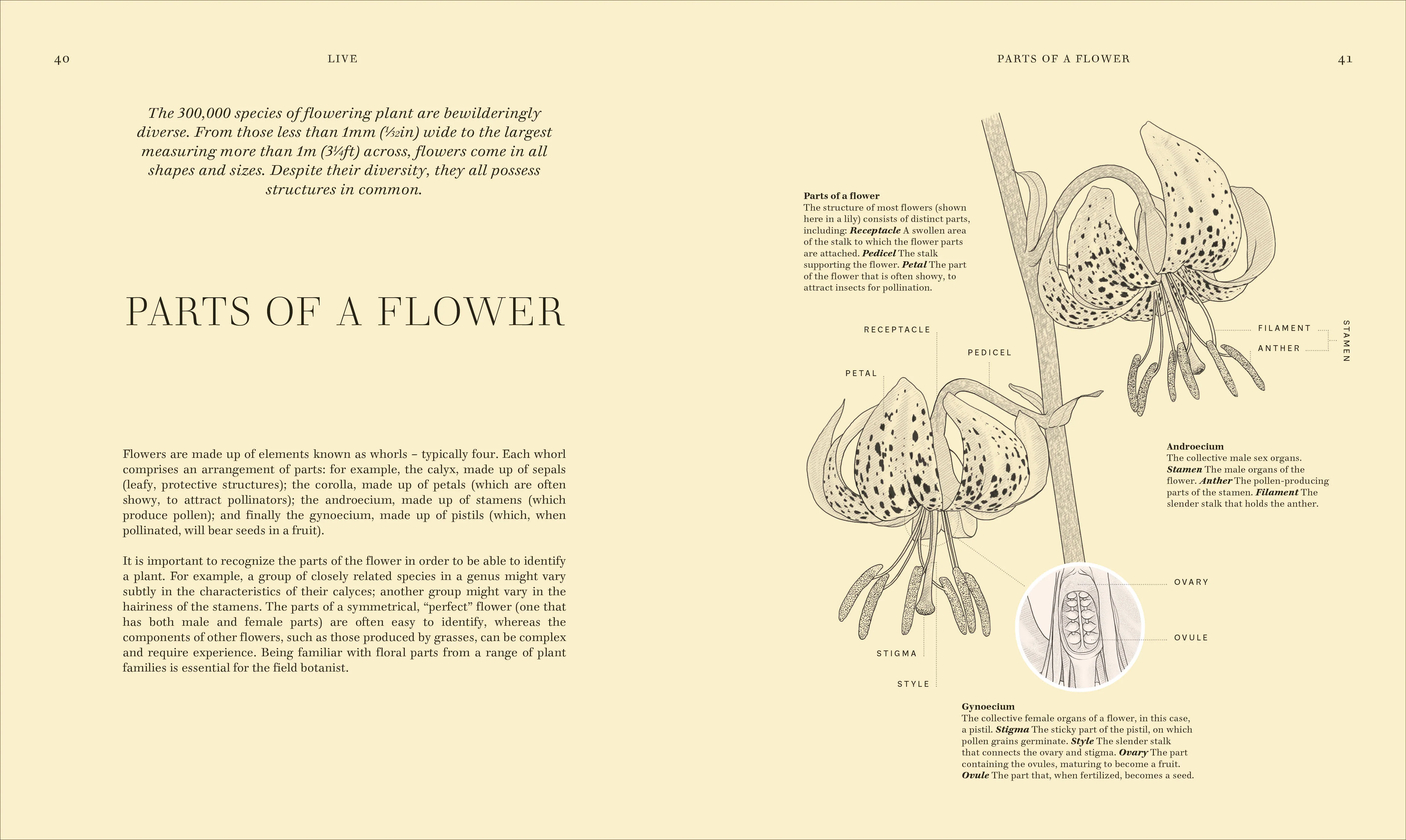 Wildflowers - Image 3