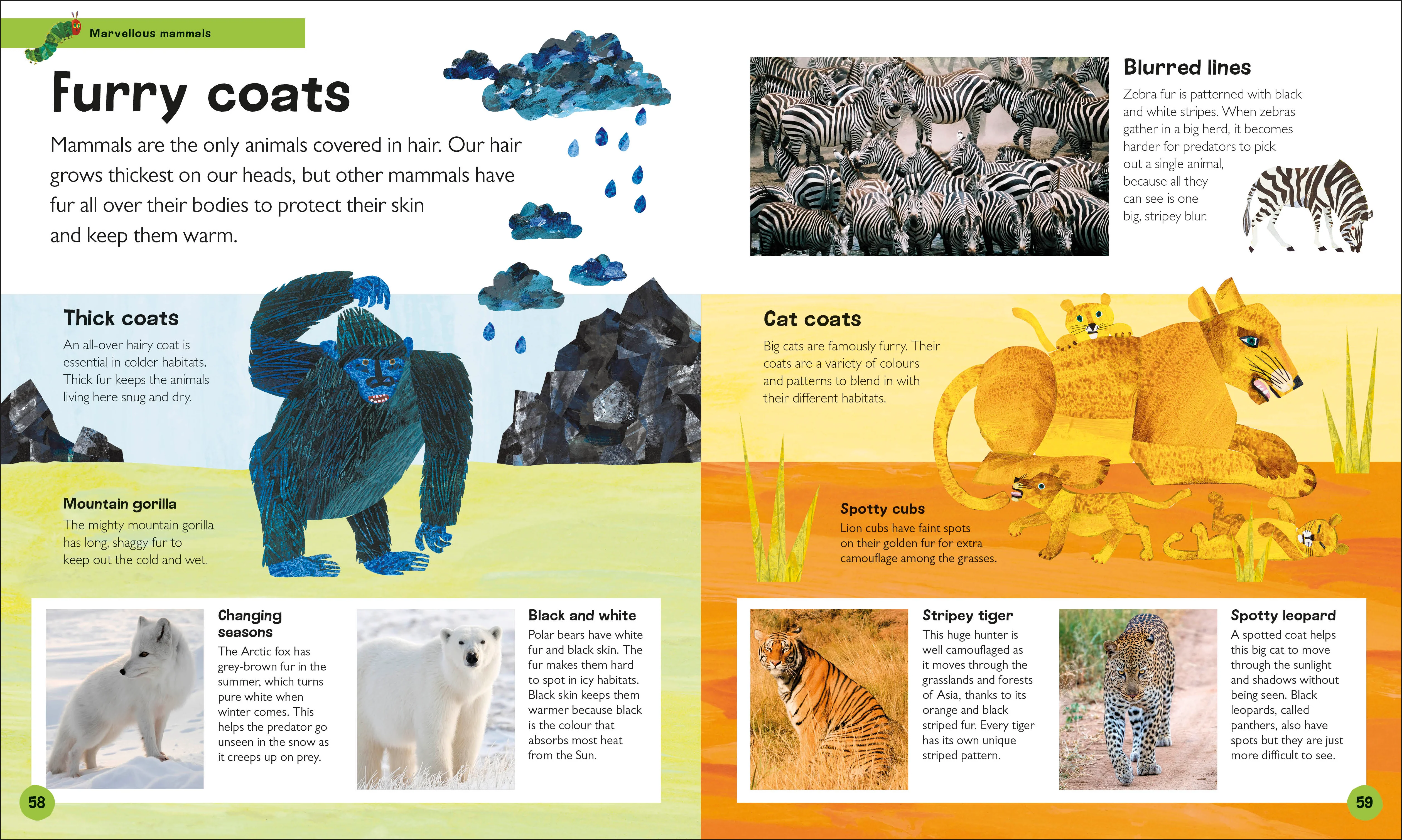 The Very Hungry Caterpillar's Very First Animal Encyclopedia - Image 3