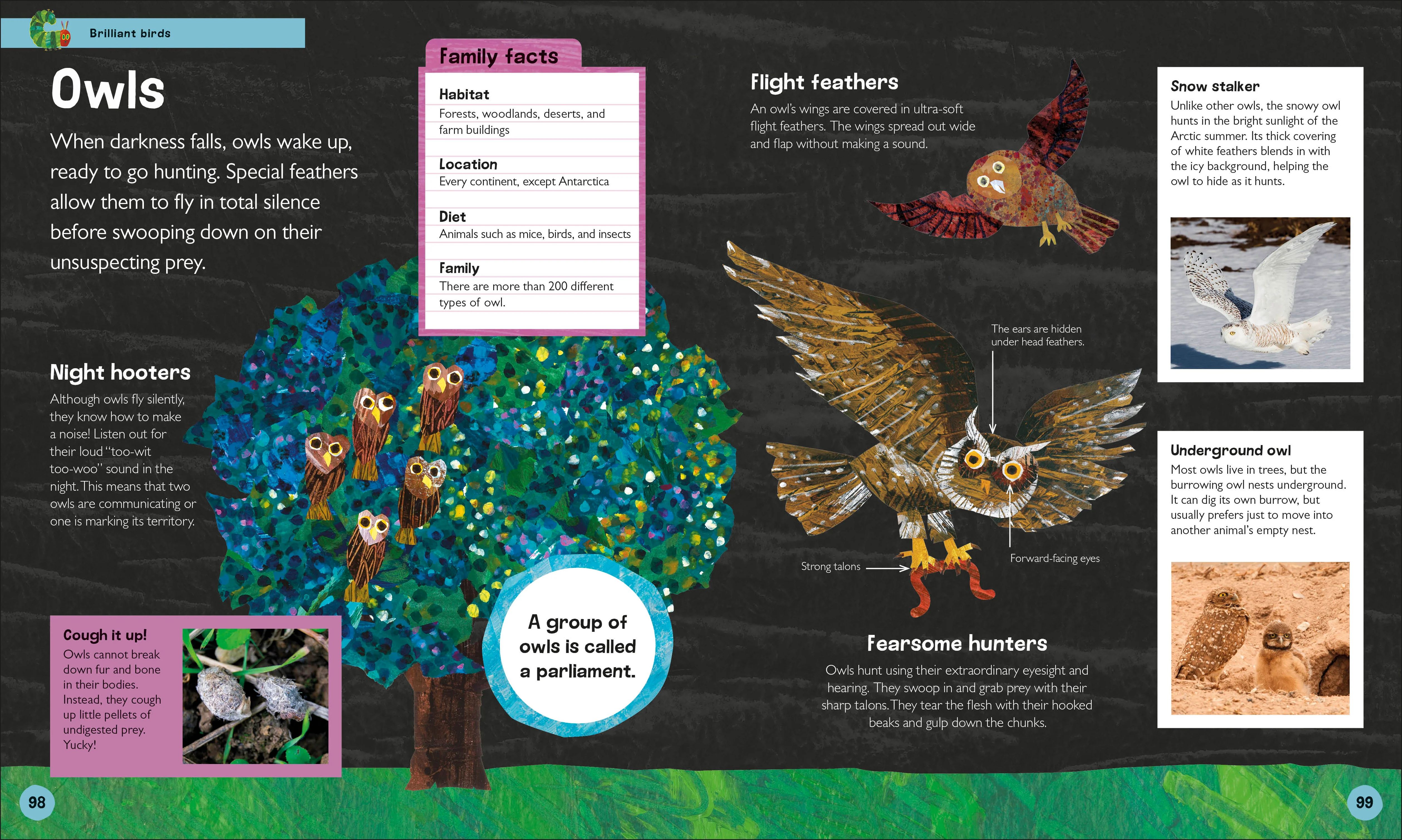 The Very Hungry Caterpillar's Very First Animal Encyclopedia - Image 4
