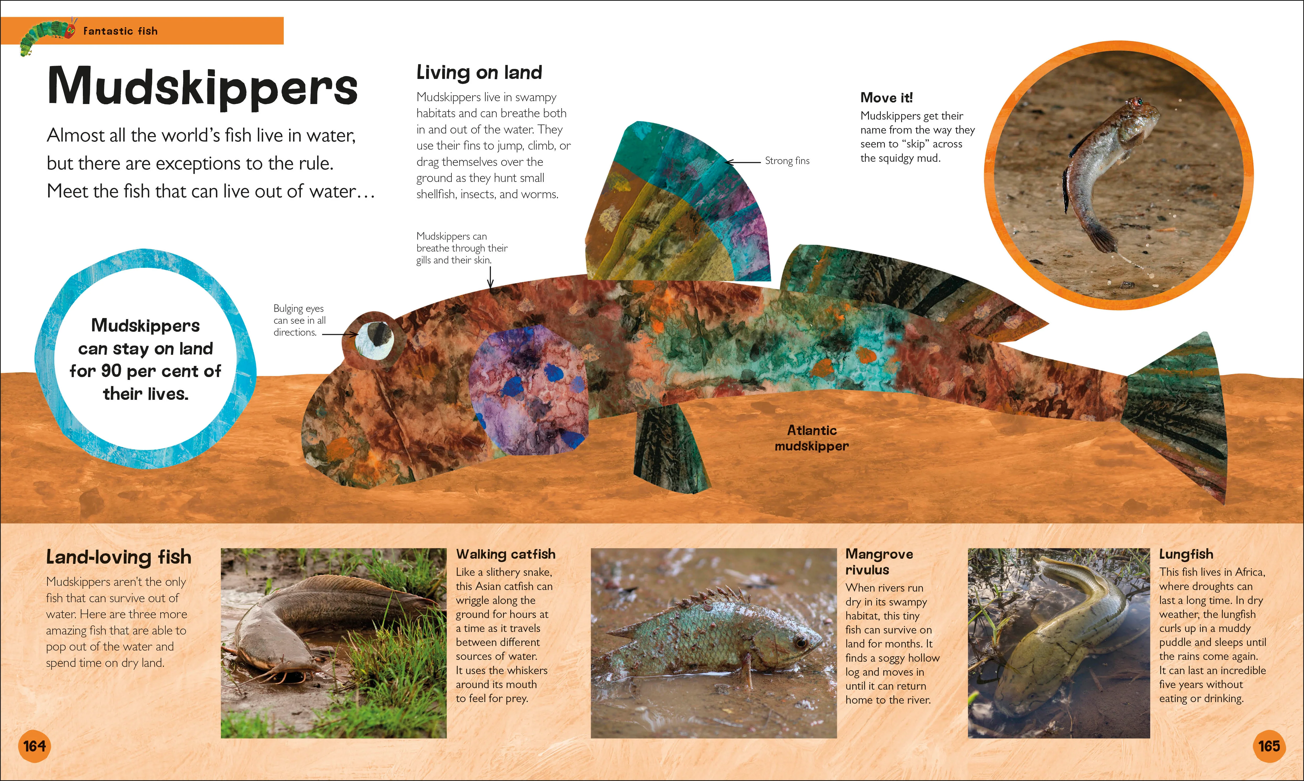 The Very Hungry Caterpillar's Very First Animal Encyclopedia - Image 6