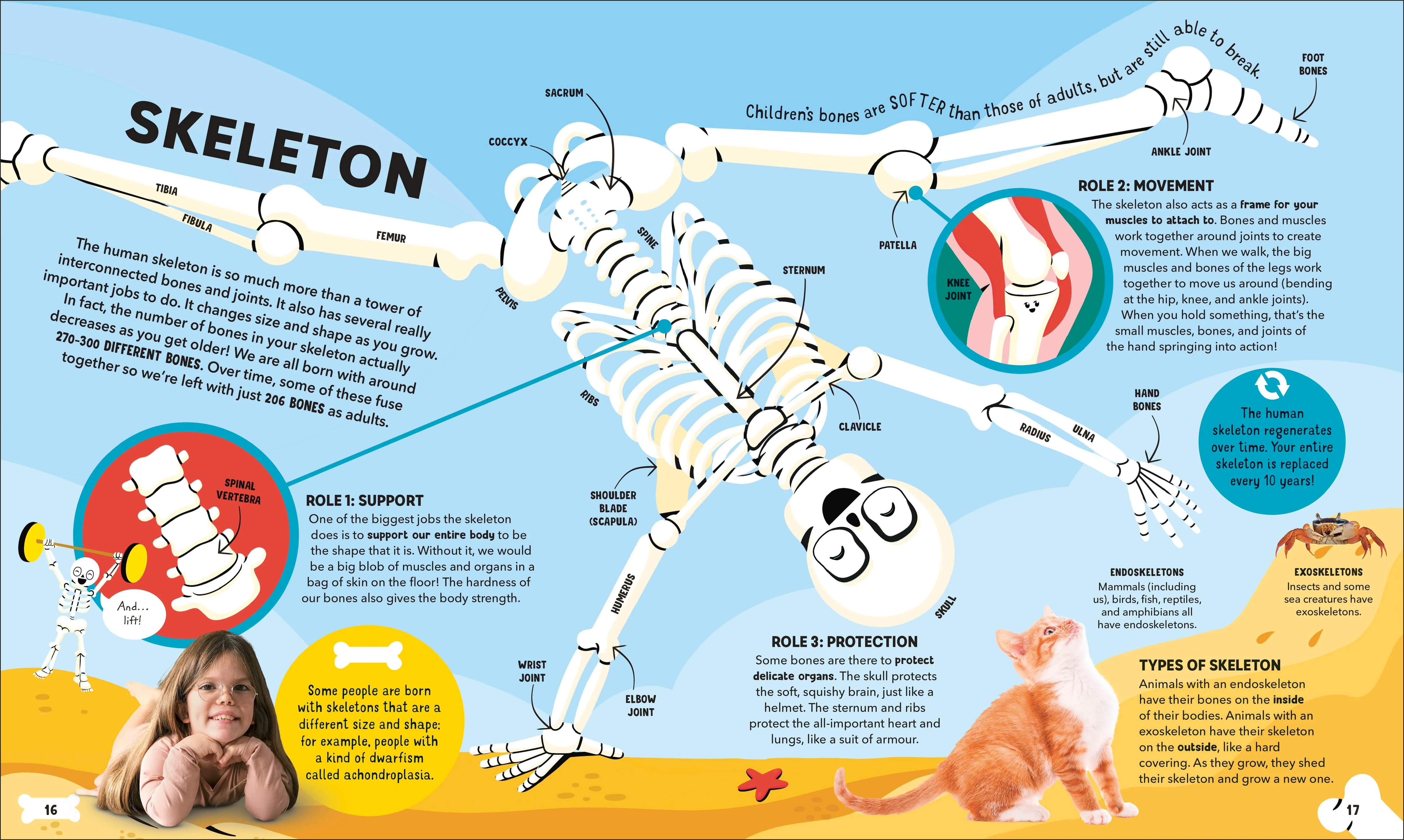 Dr Ranj's Human Body Encyclopedia - Image 3