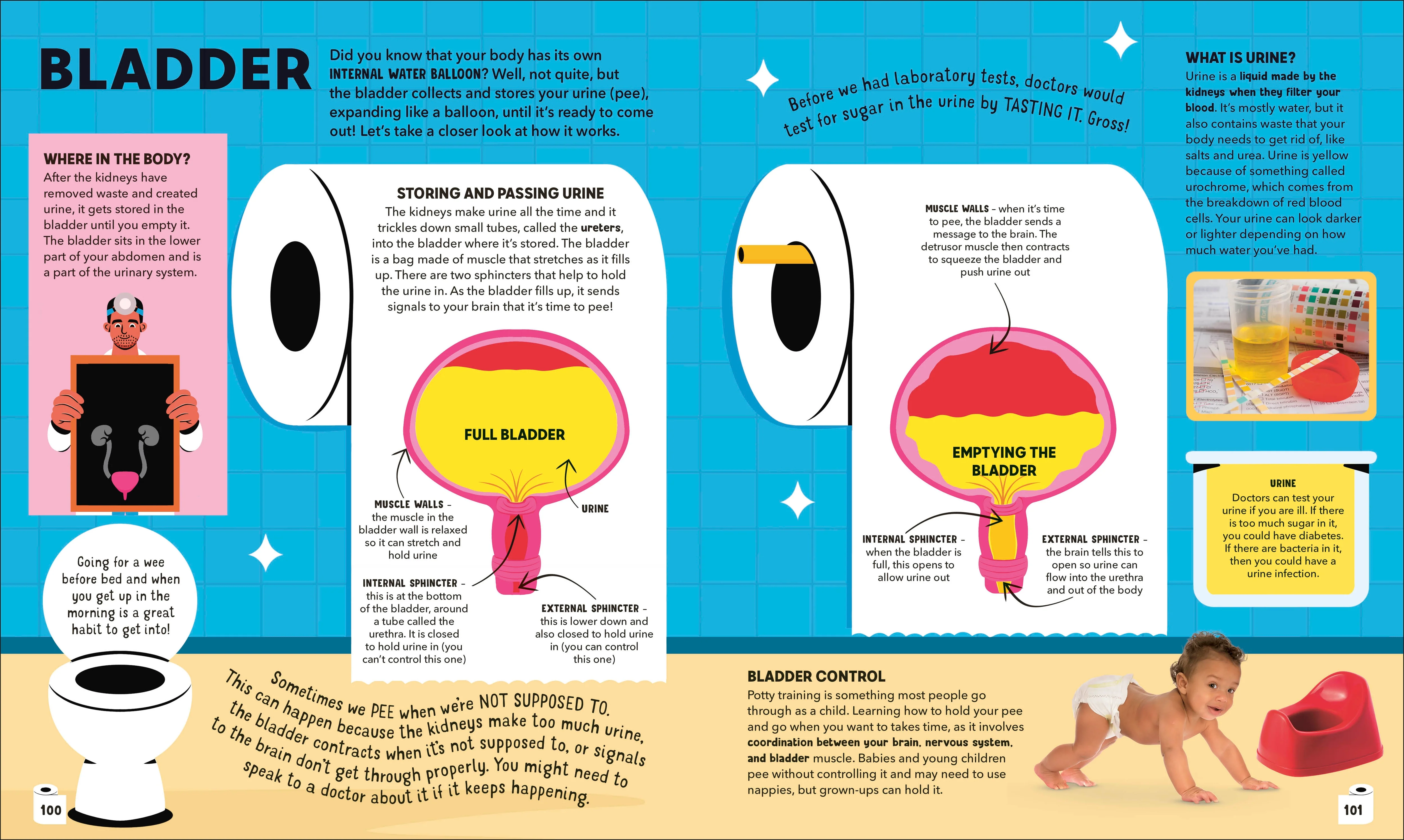 Dr Ranj's Human Body Encyclopedia - Image 7