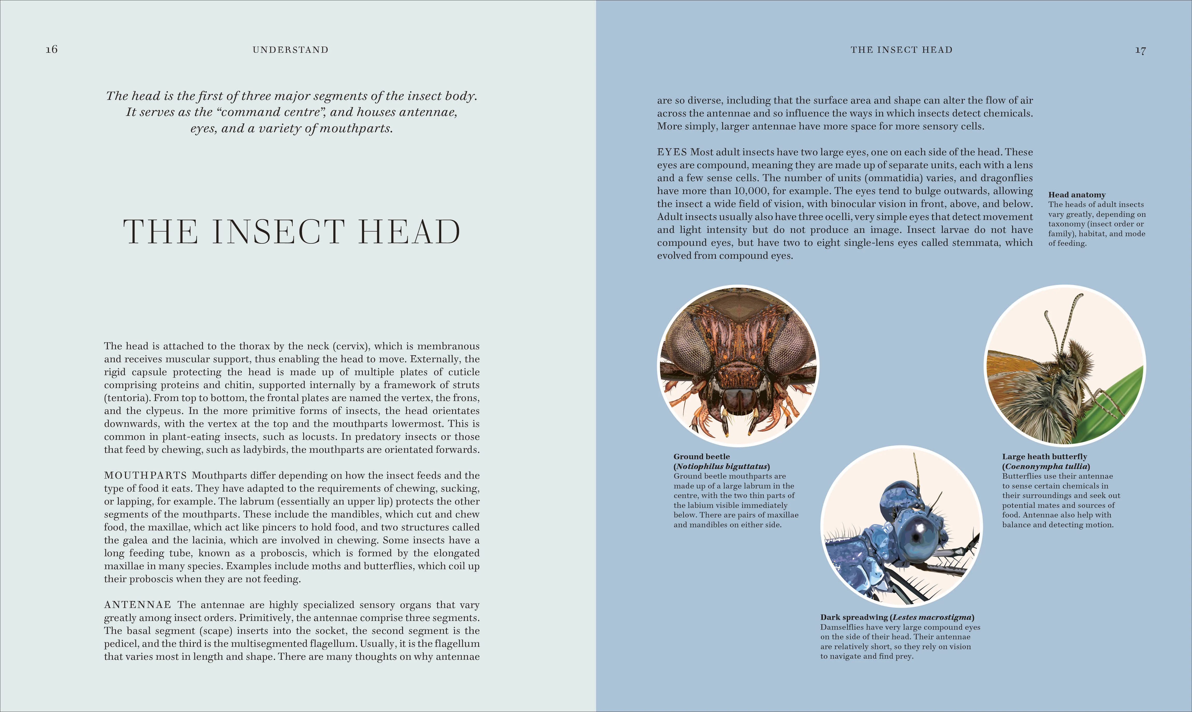 RES Insects - Image 4