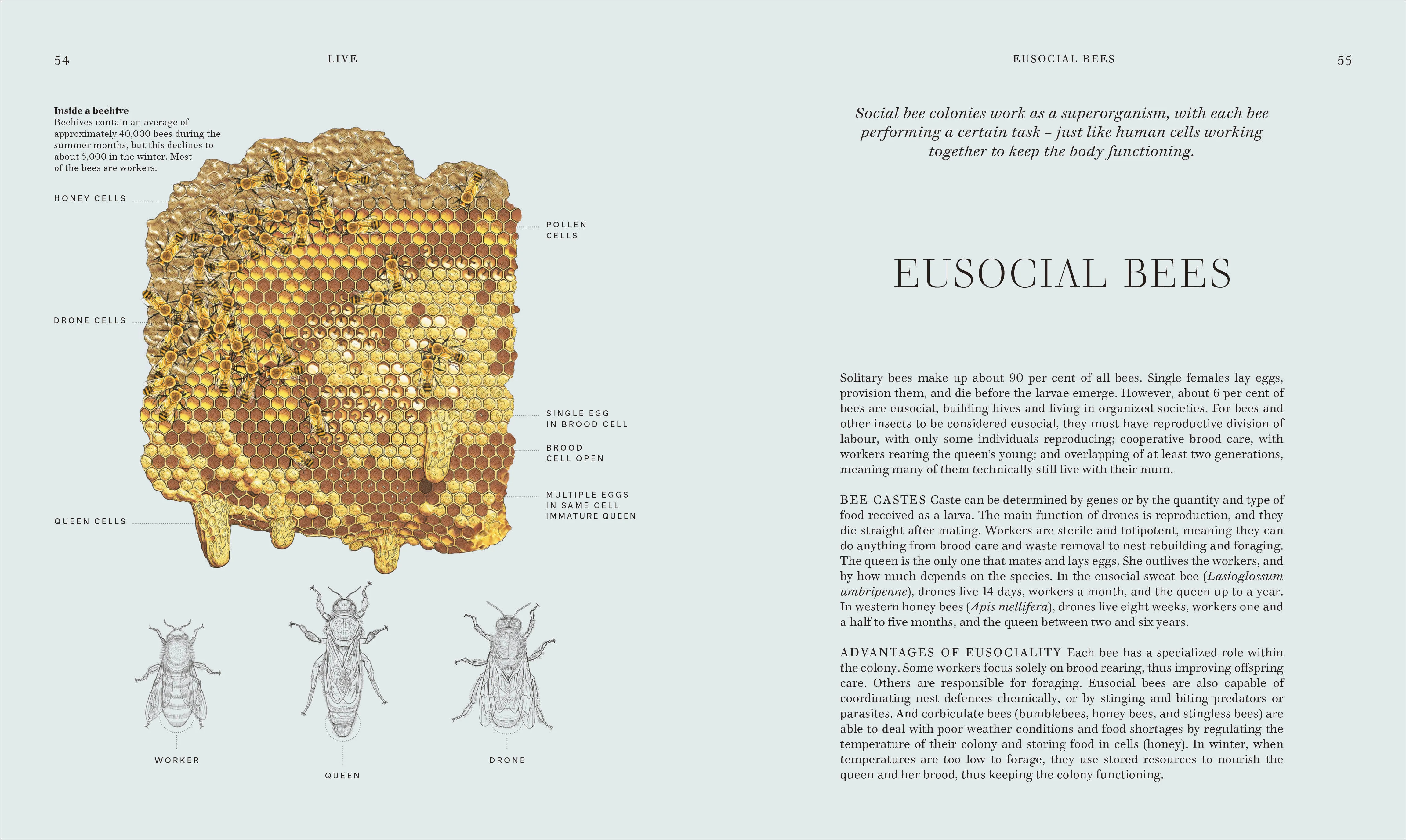 RES Insects - Image 5