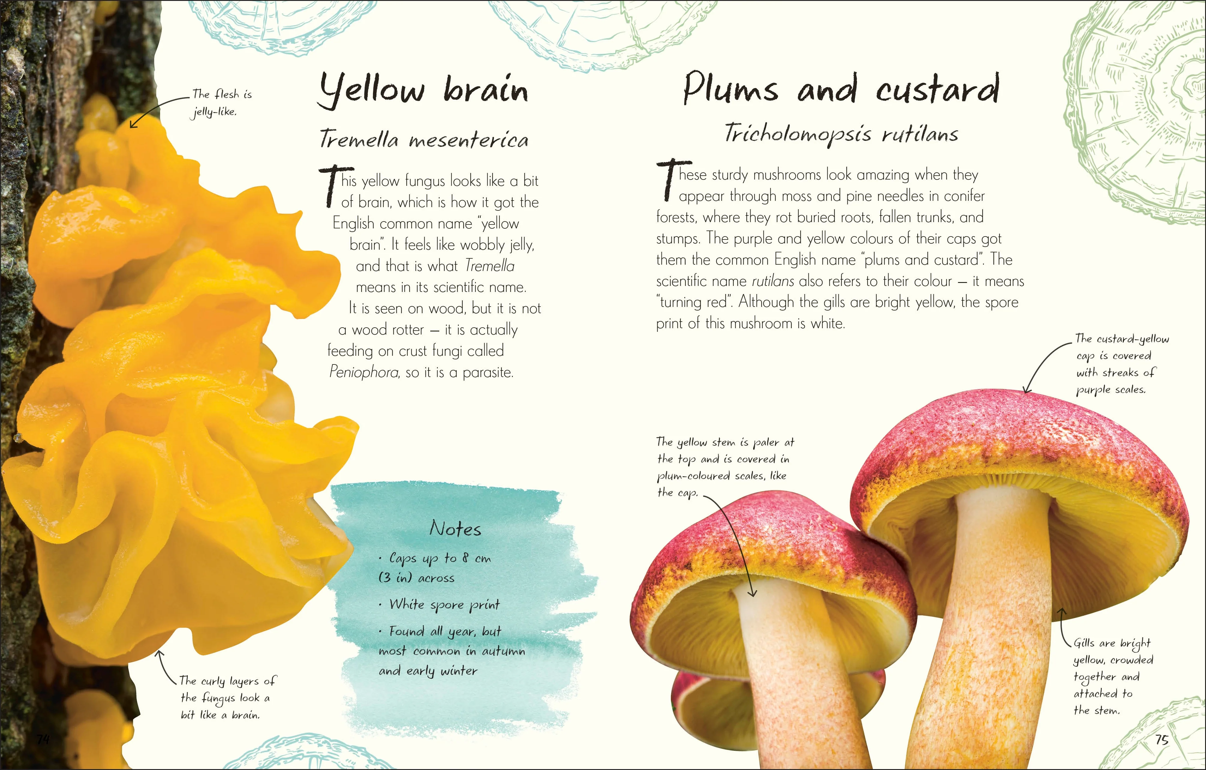 An Anthology of Fungi - Image 2
