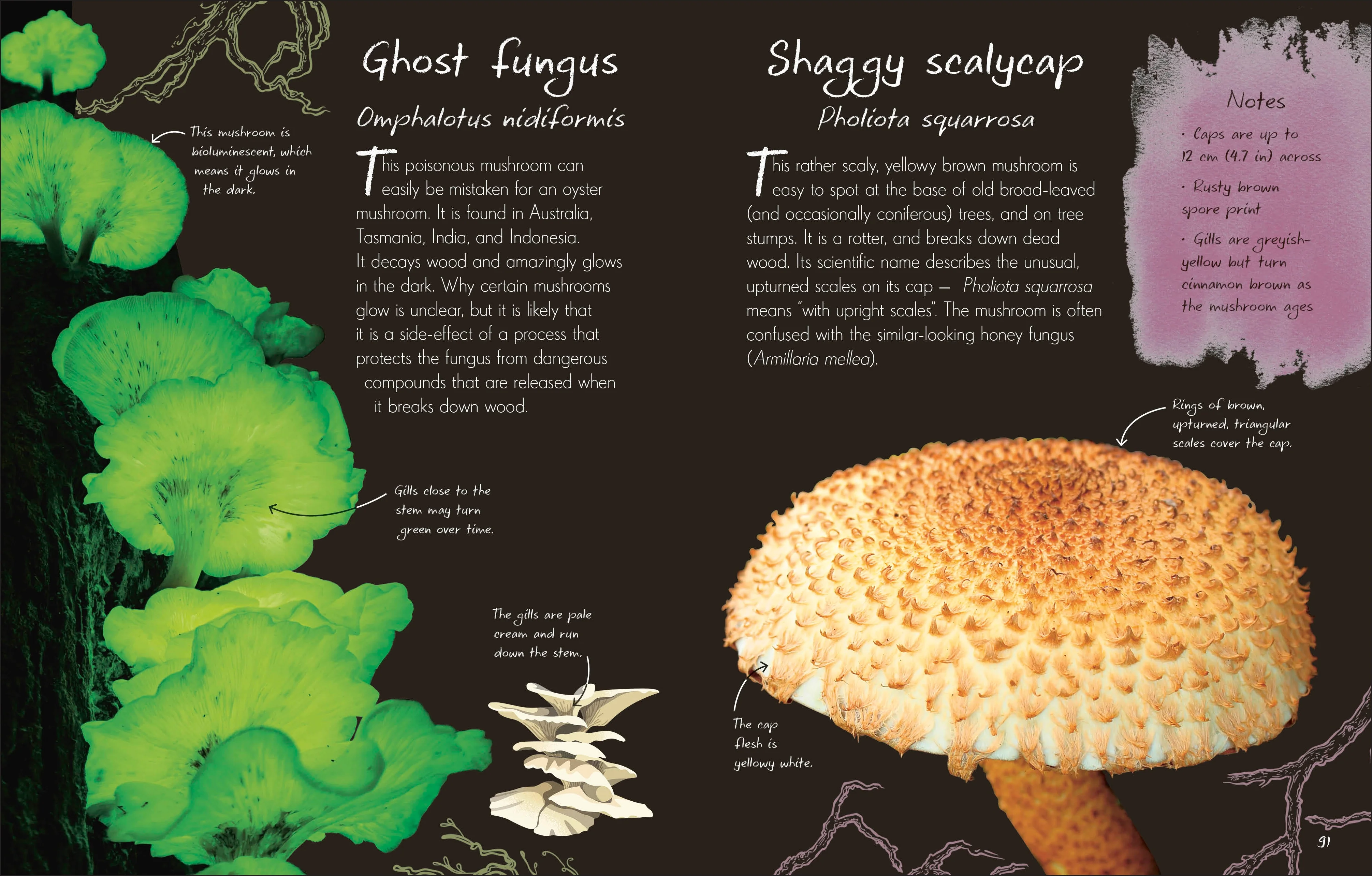 An Anthology of Fungi - Image 3