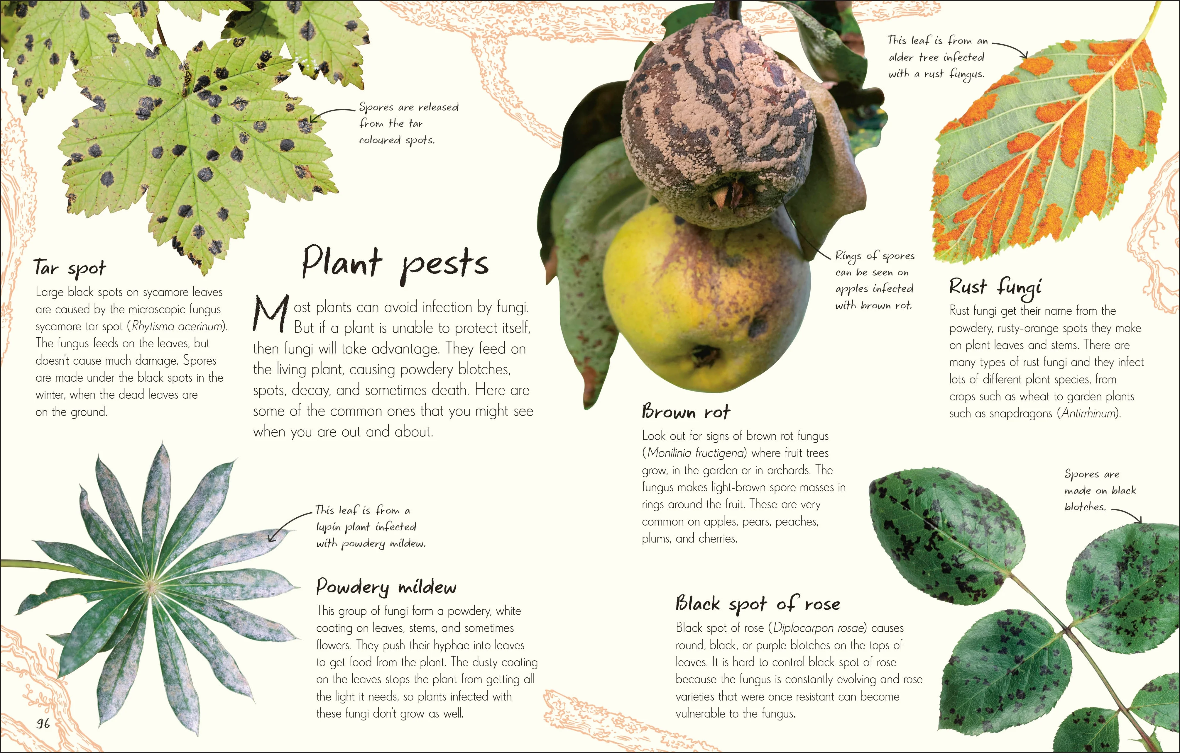 An Anthology of Fungi - Image 4