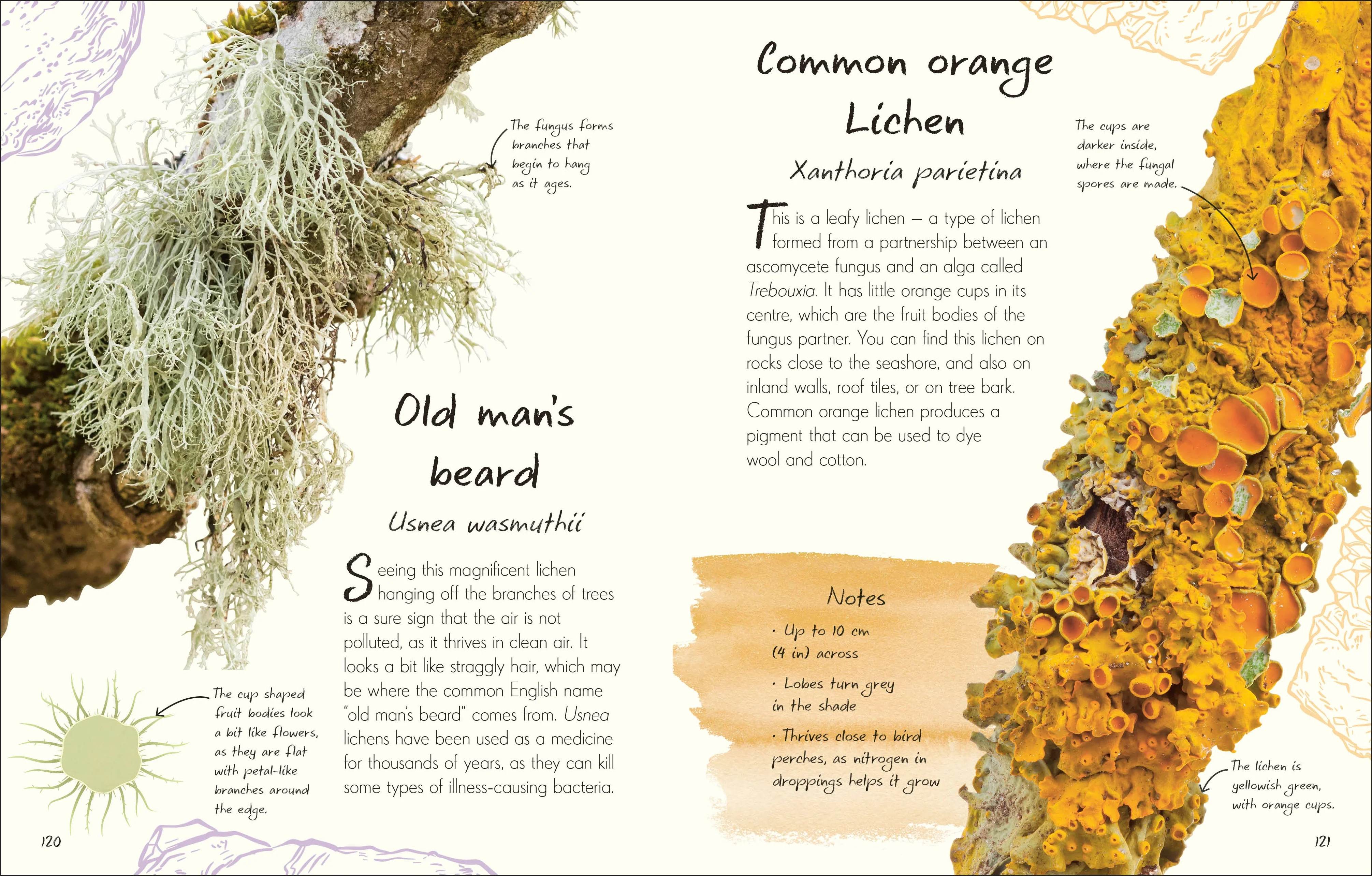 An Anthology of Fungi - Image 5