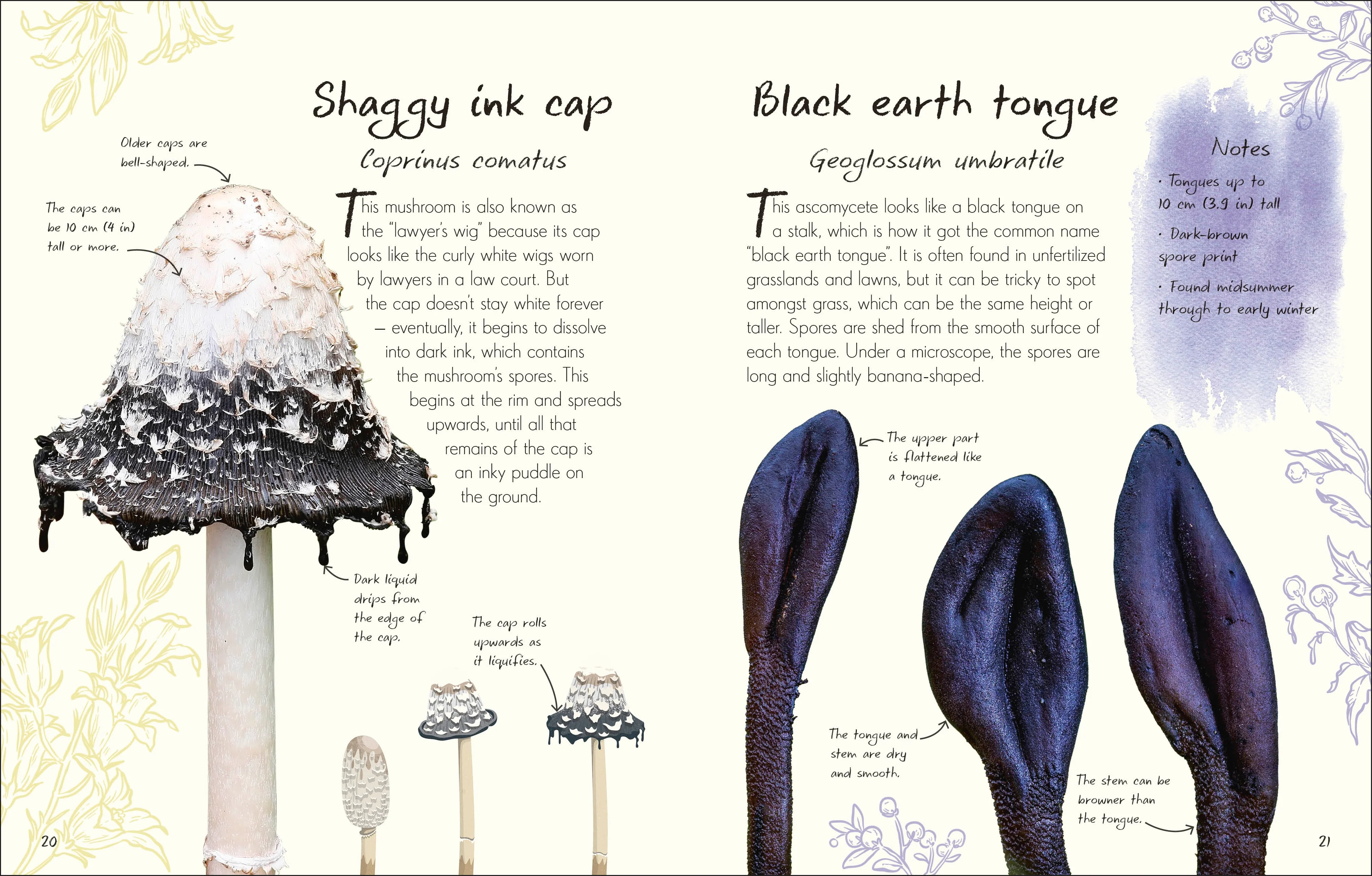 An Anthology of Fungi - Image 6