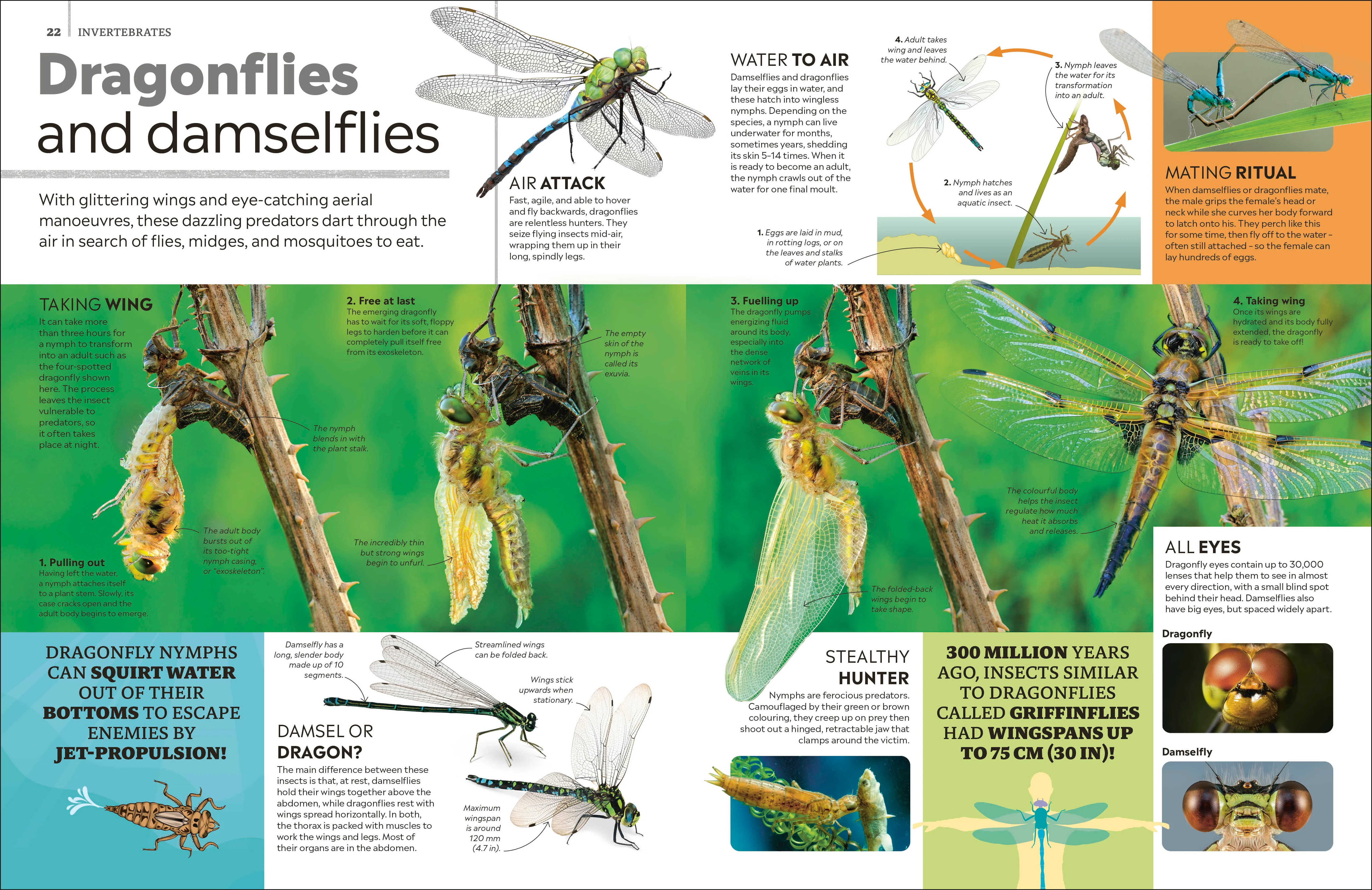 Eyewitness Encyclopedia of Animals - Image 2