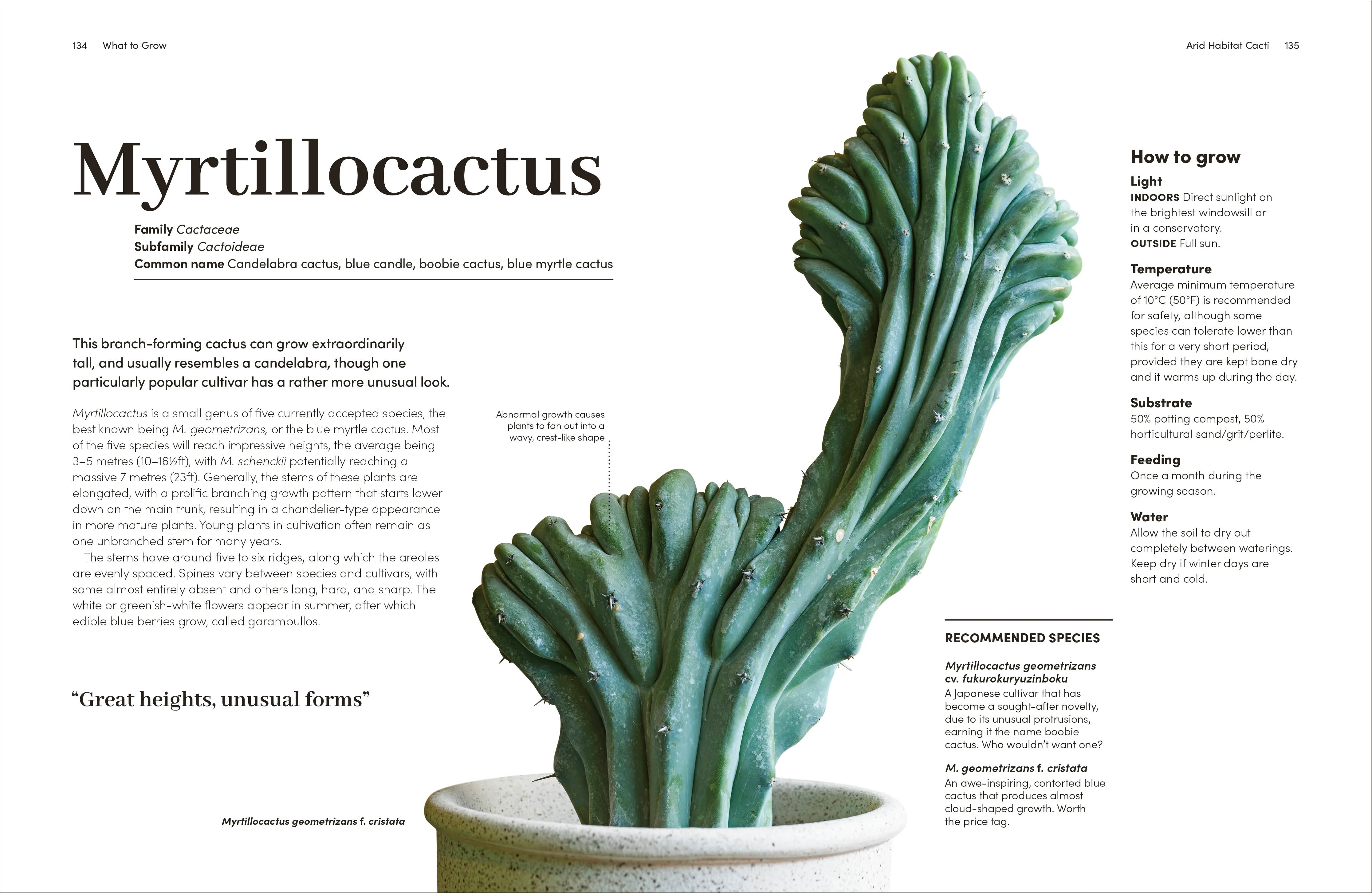 Cacti and Succulents - Image 5
