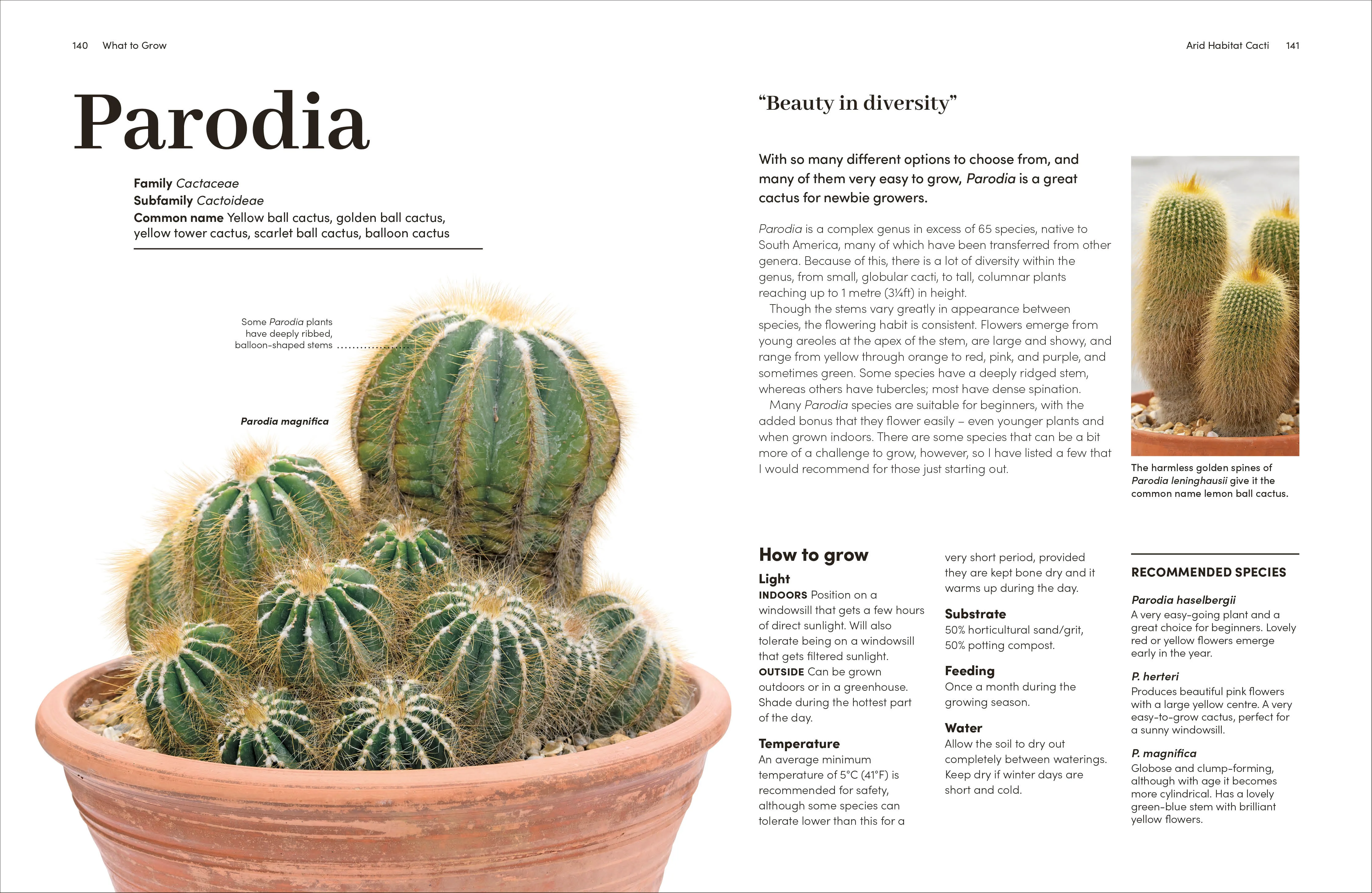 Cacti and Succulents - Image 6