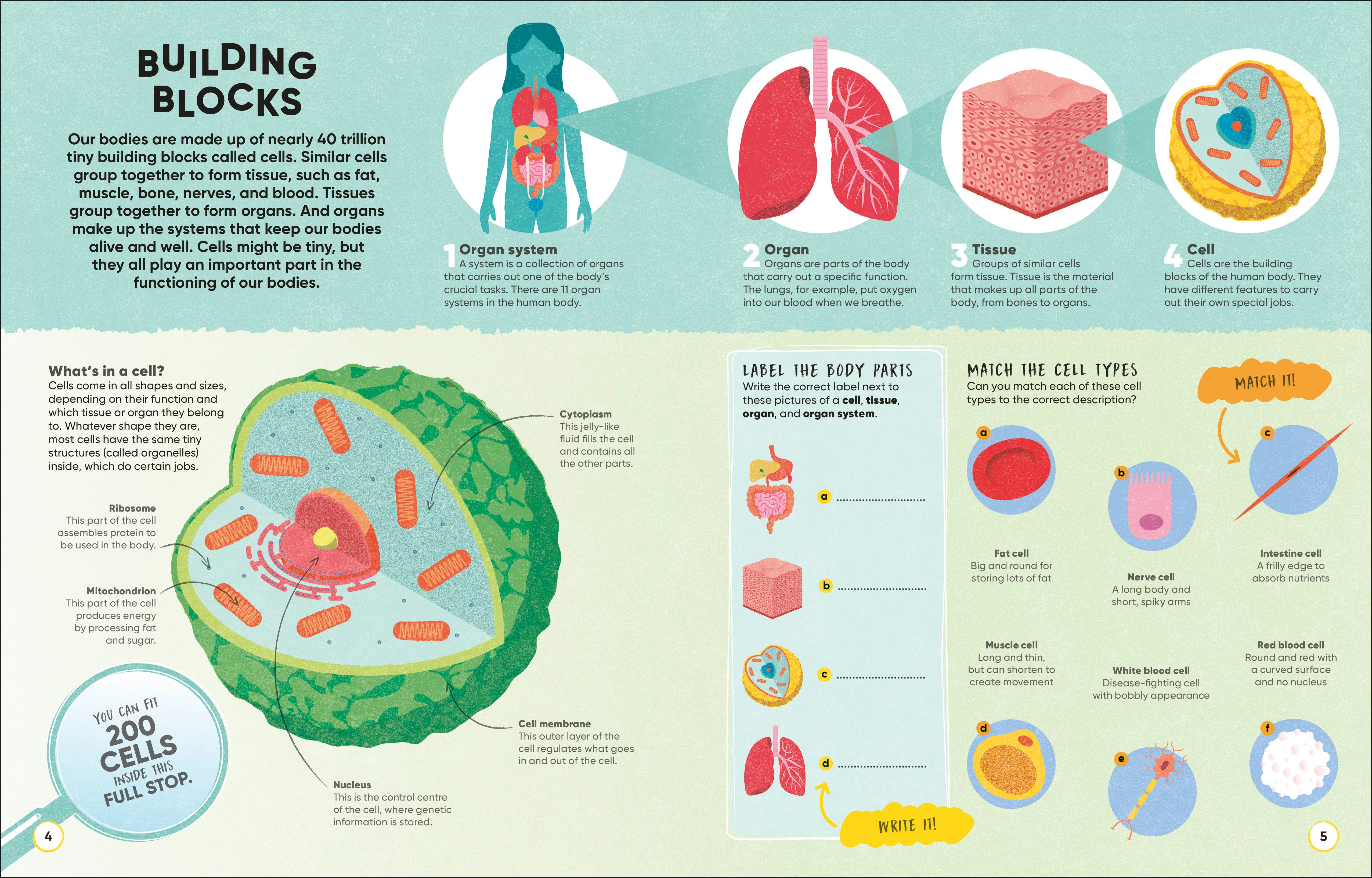 Brain Booster Human Body - Image 2