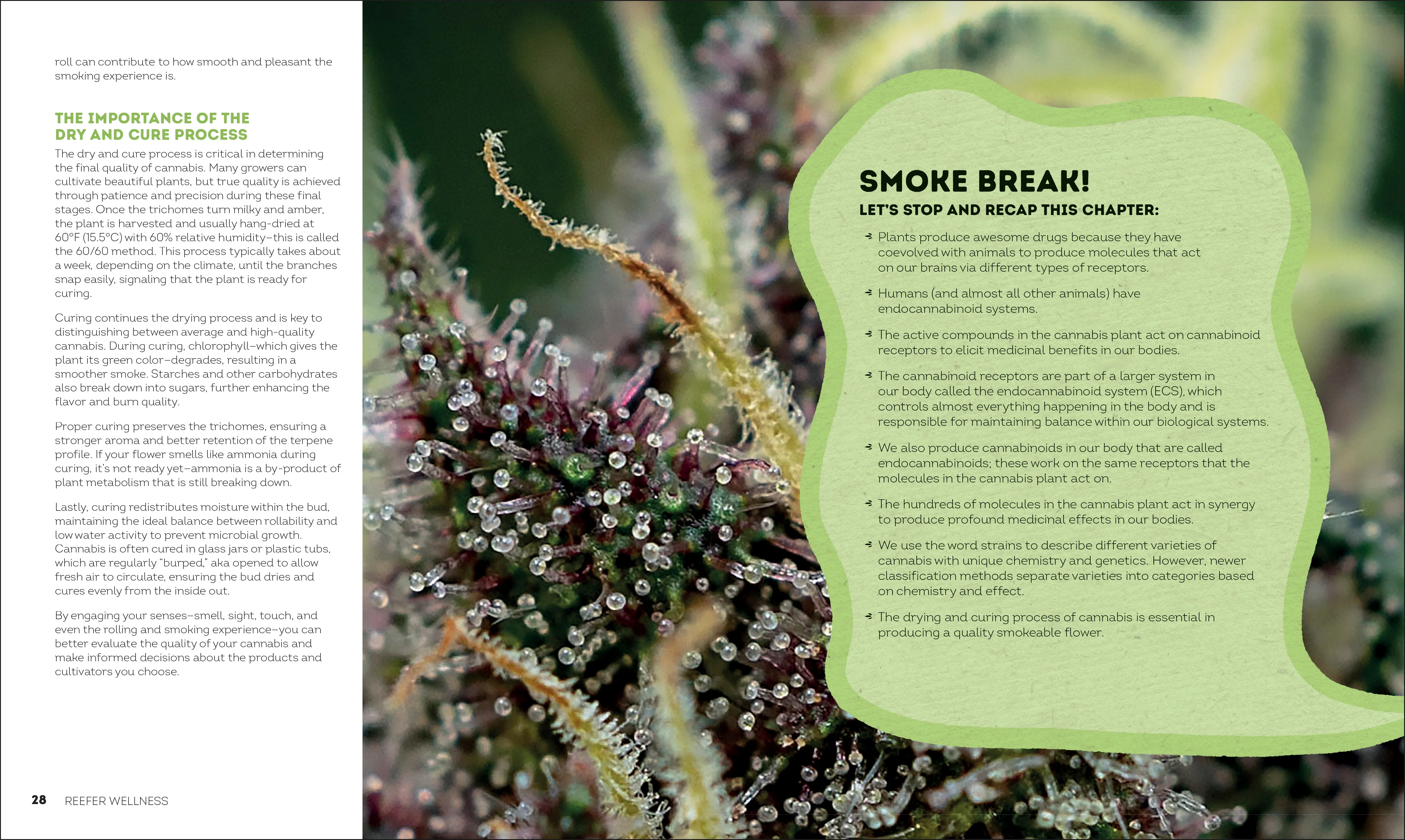Reefer Wellness - Image 3
