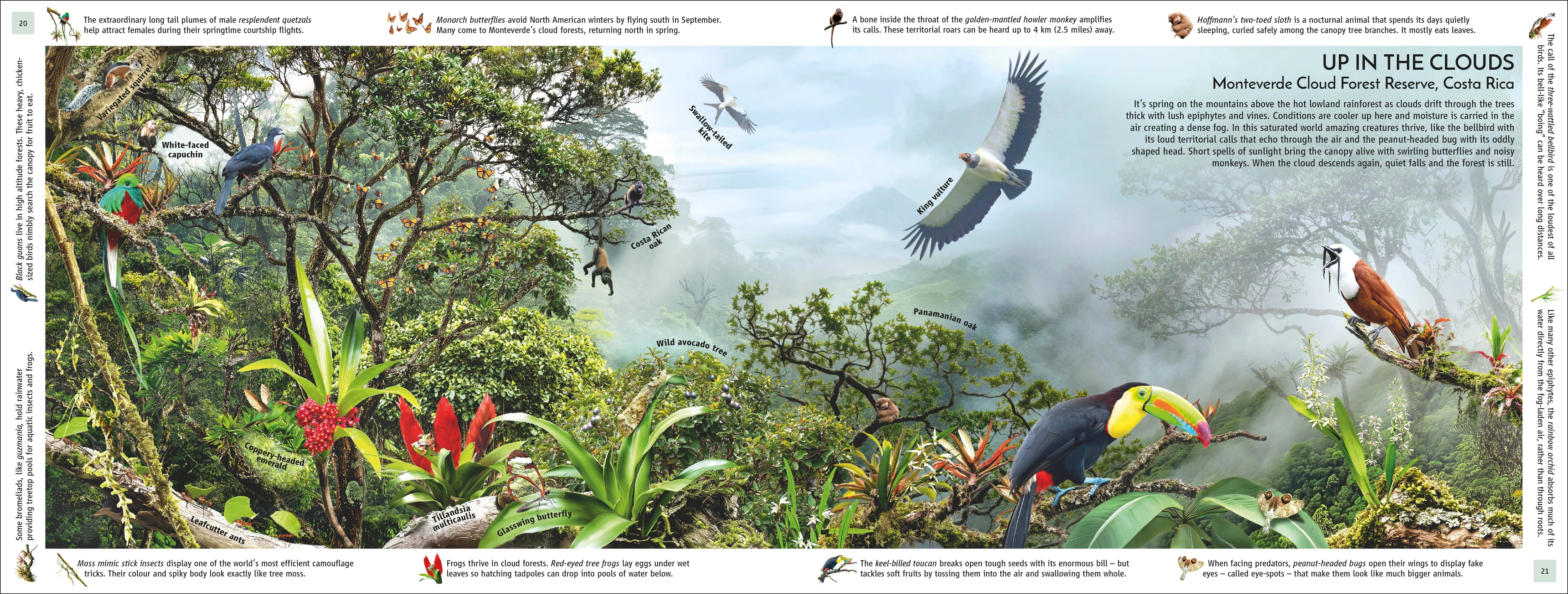 Rainforest - Image 2