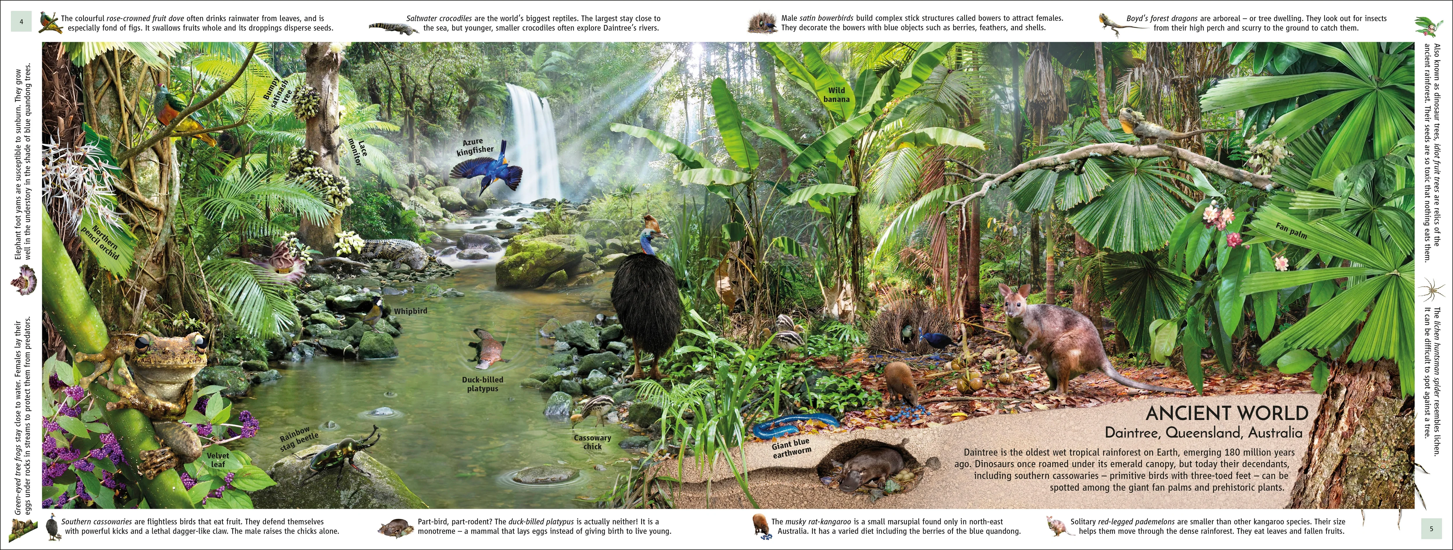 Rainforest - Image 3