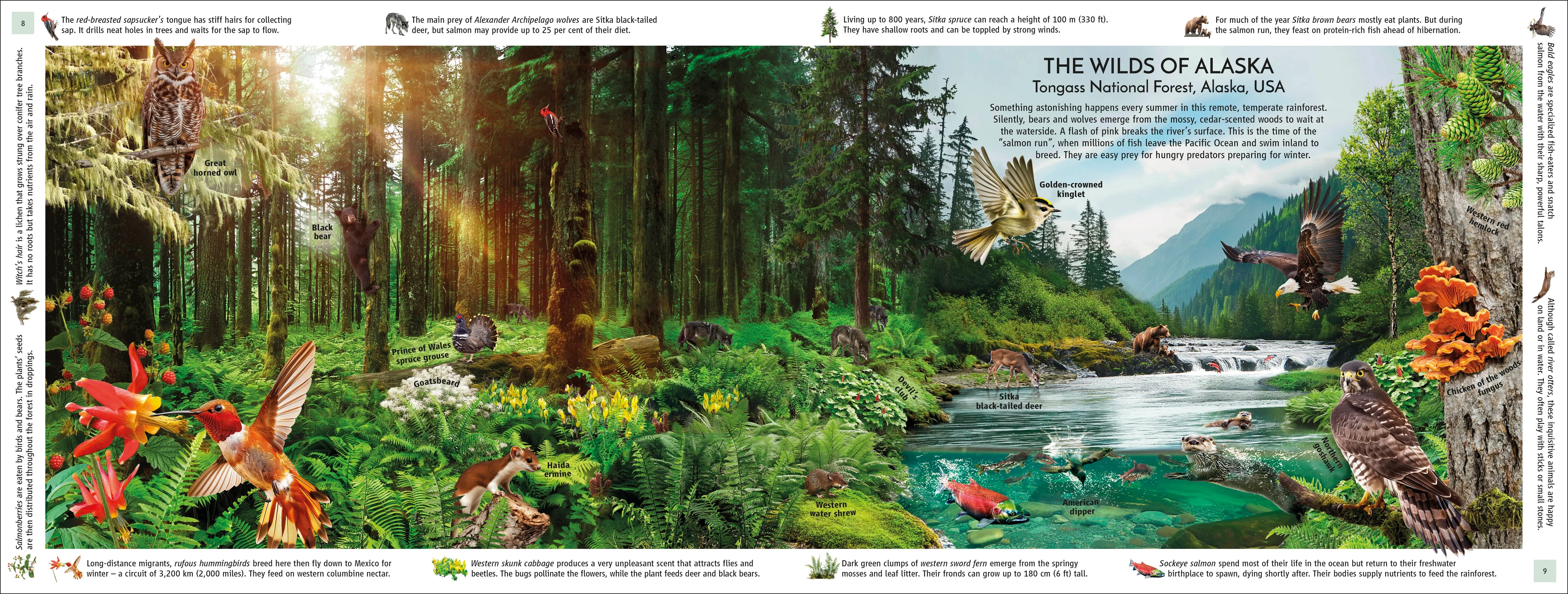 Rainforest - Image 4