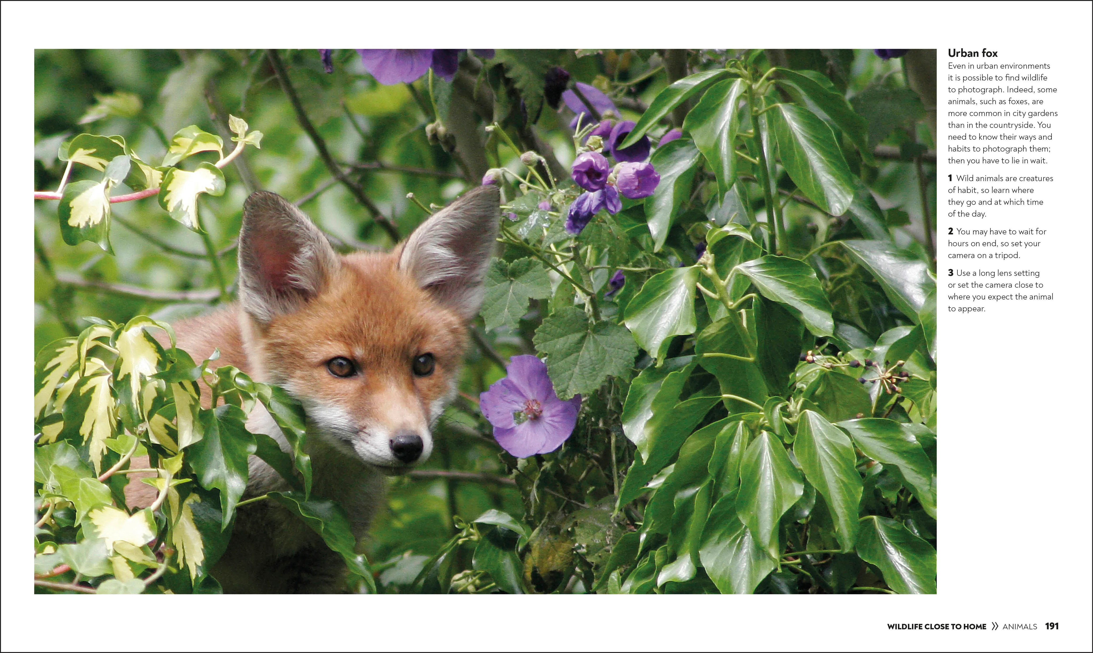 How to Photograph Absolutely Everything - Image 6