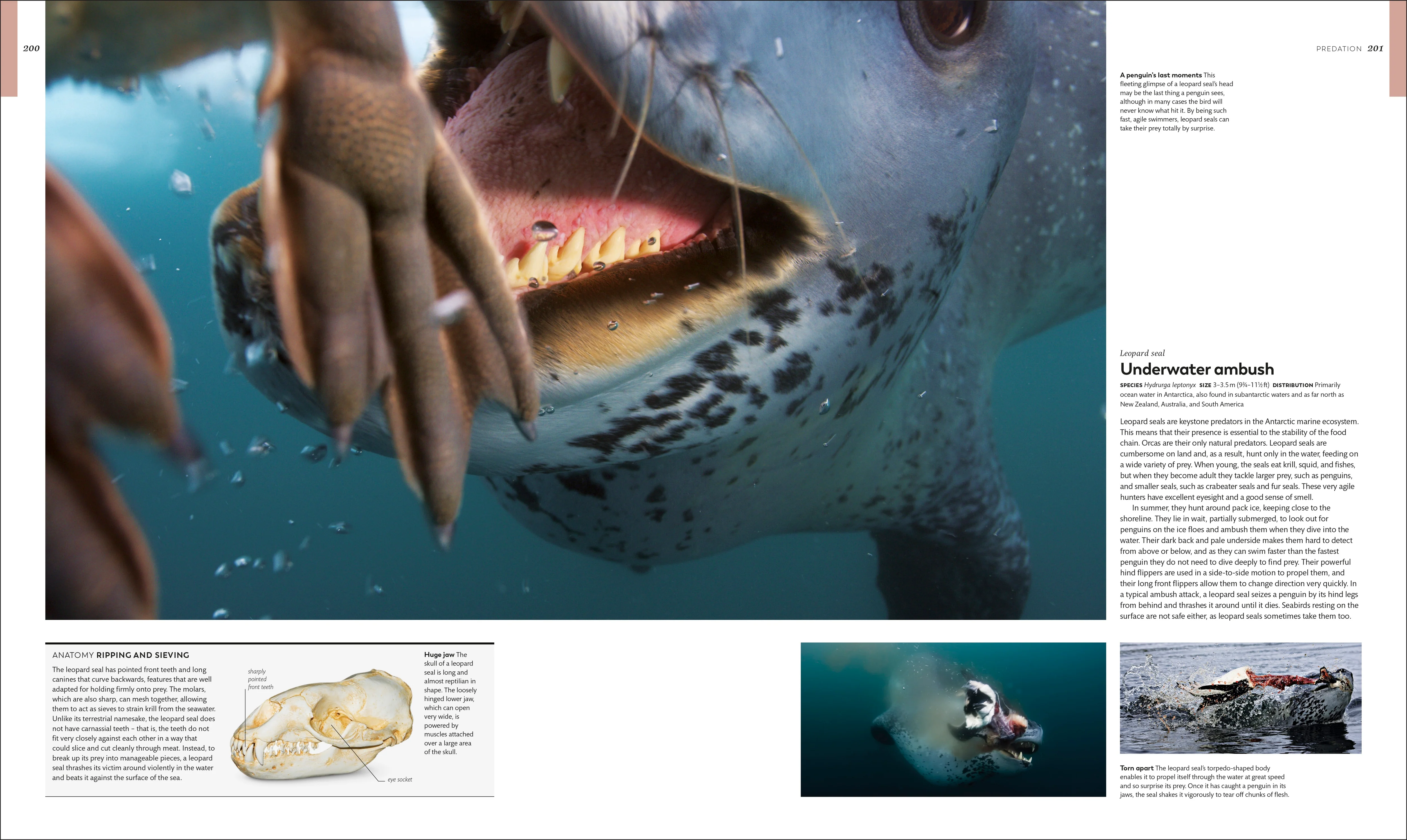 Animal Behaviour - Image 4
