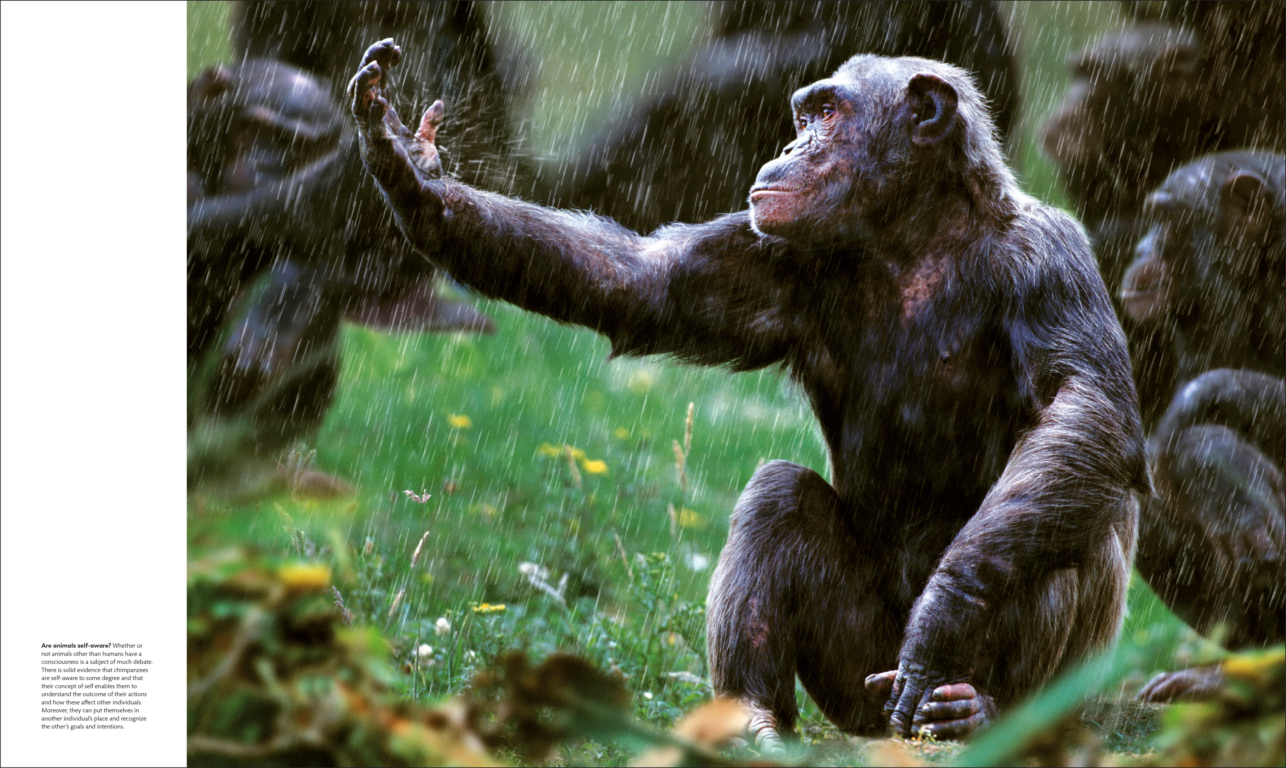 Animal Behaviour - Image 6
