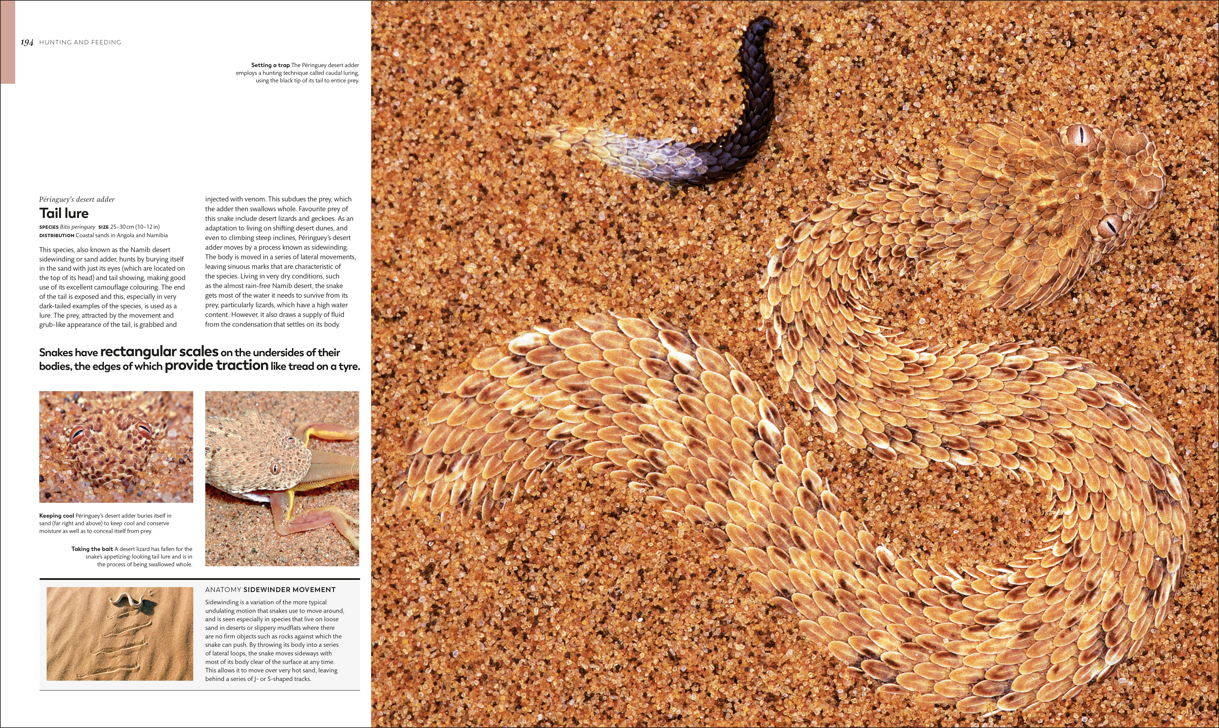 Animal Behaviour - Image 7