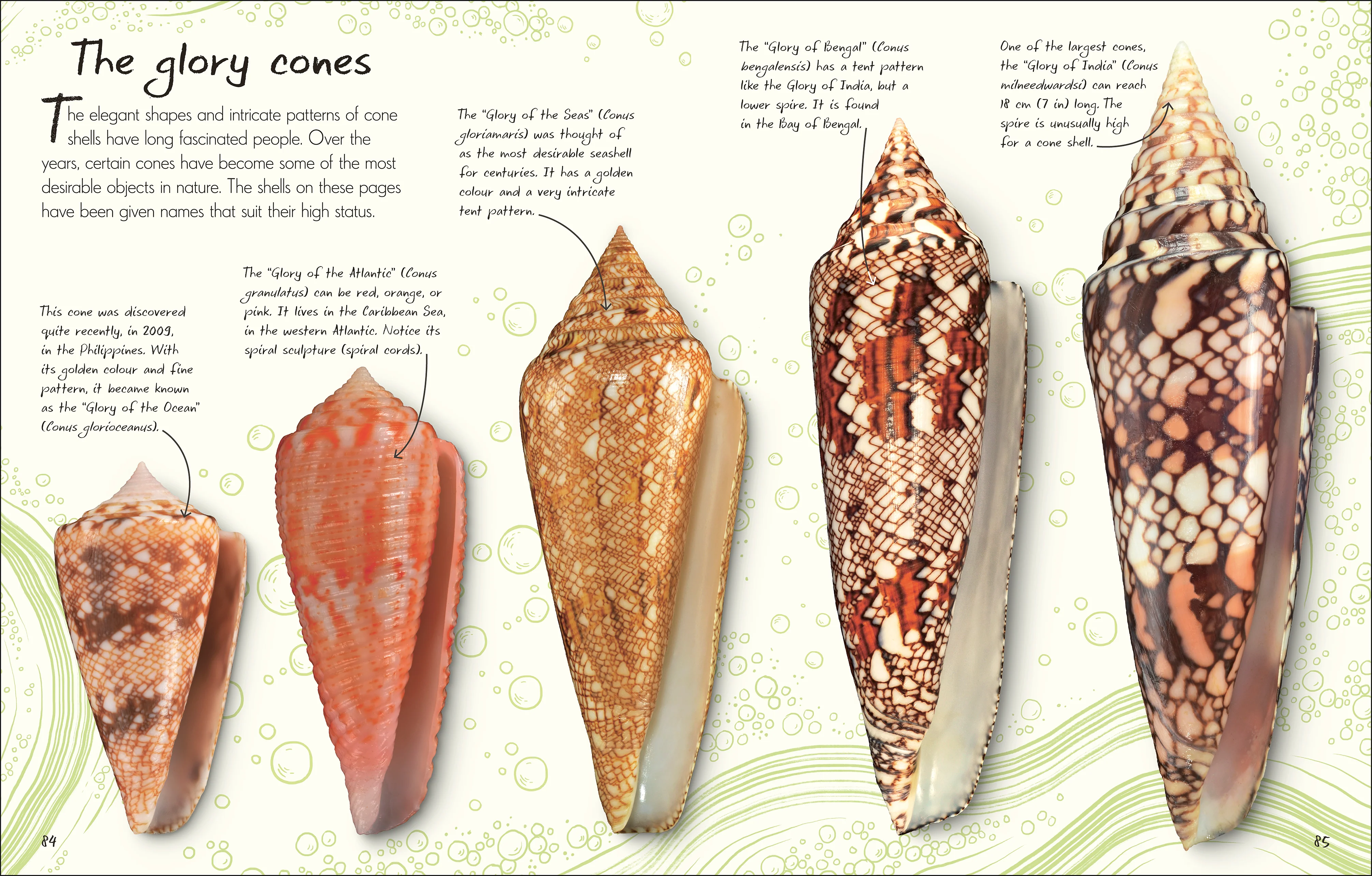 An Anthology of Shells - Image 3