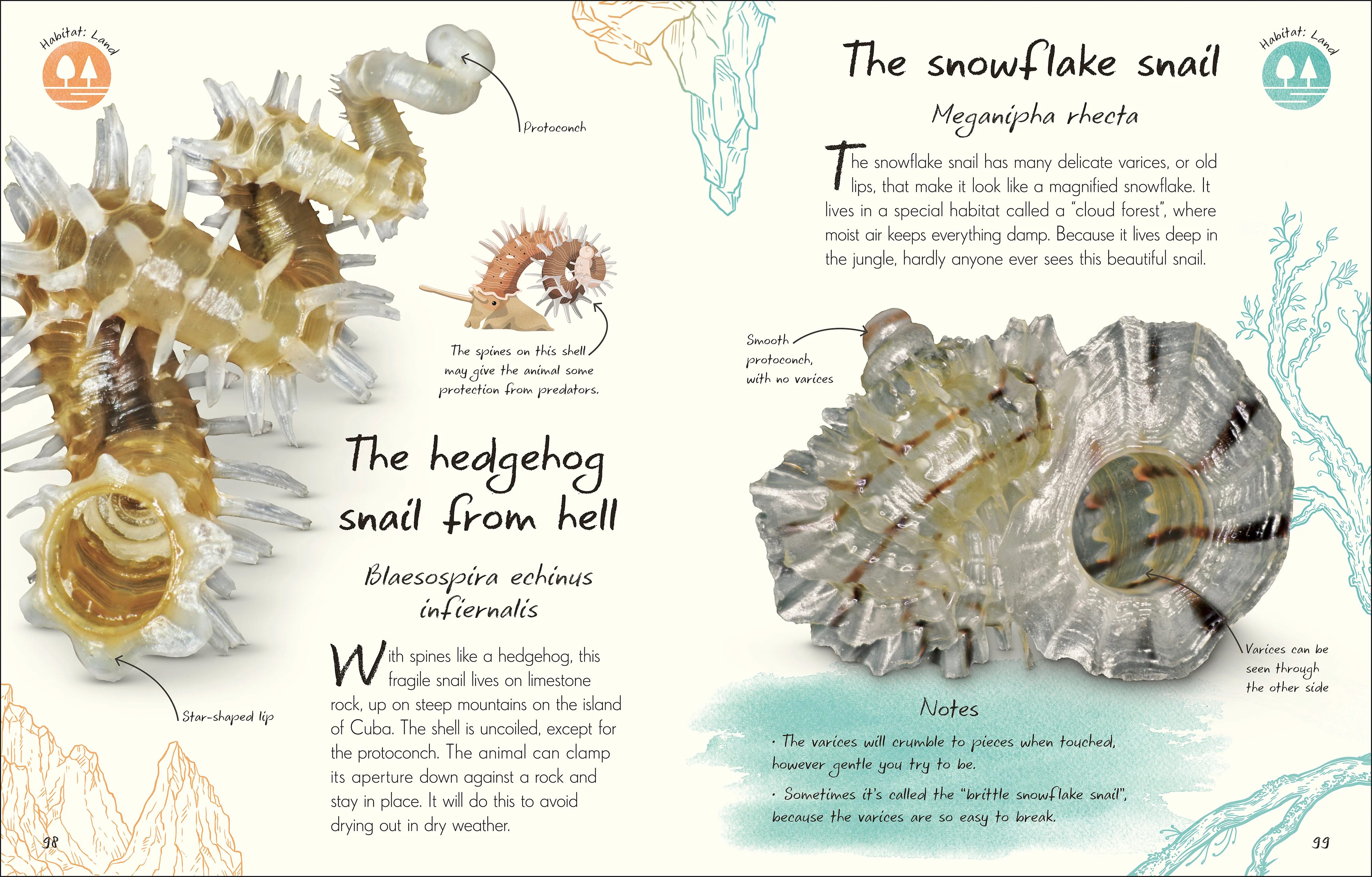 An Anthology of Shells - Image 4